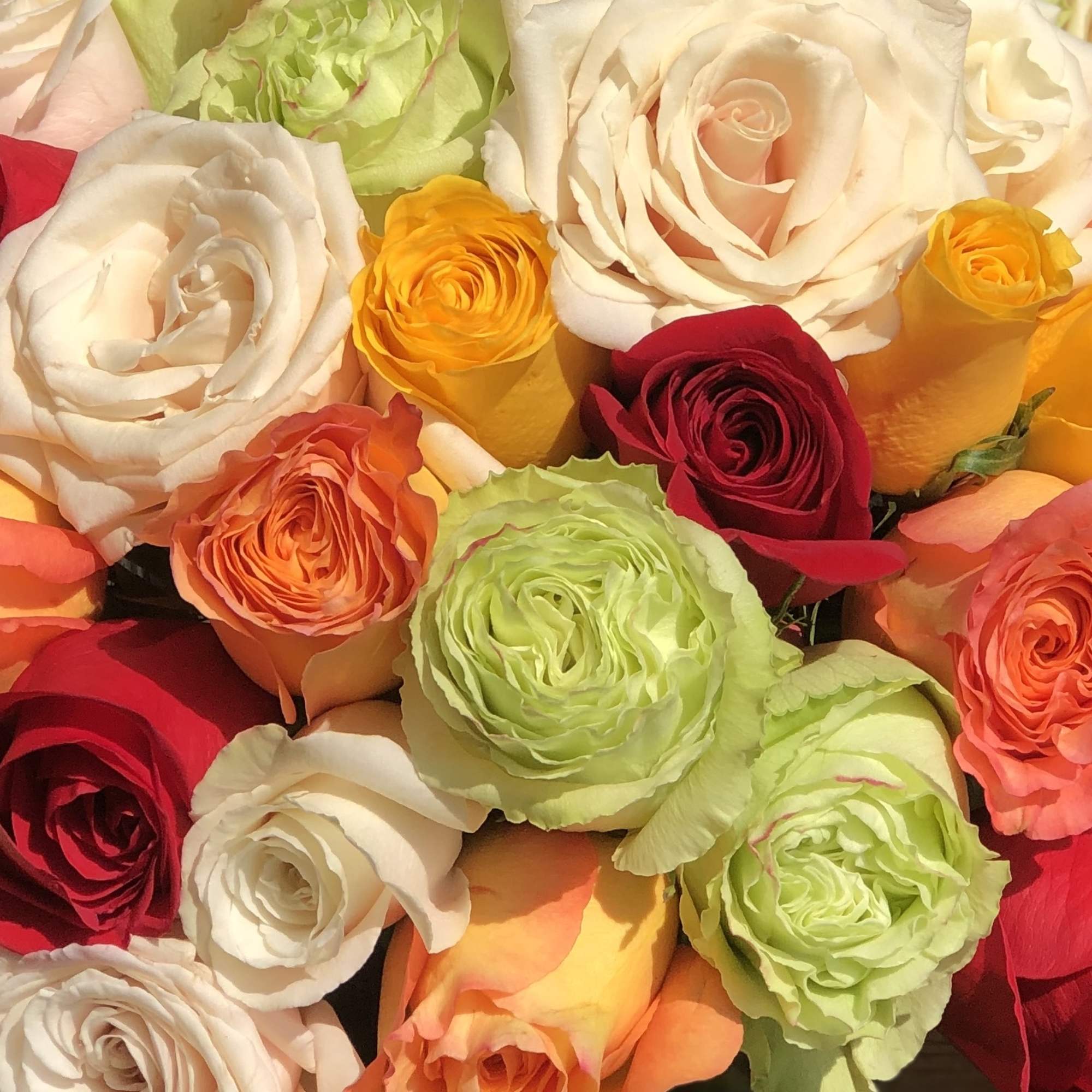 An amazing collection of colorful roses exemplifies all meaning of love, from