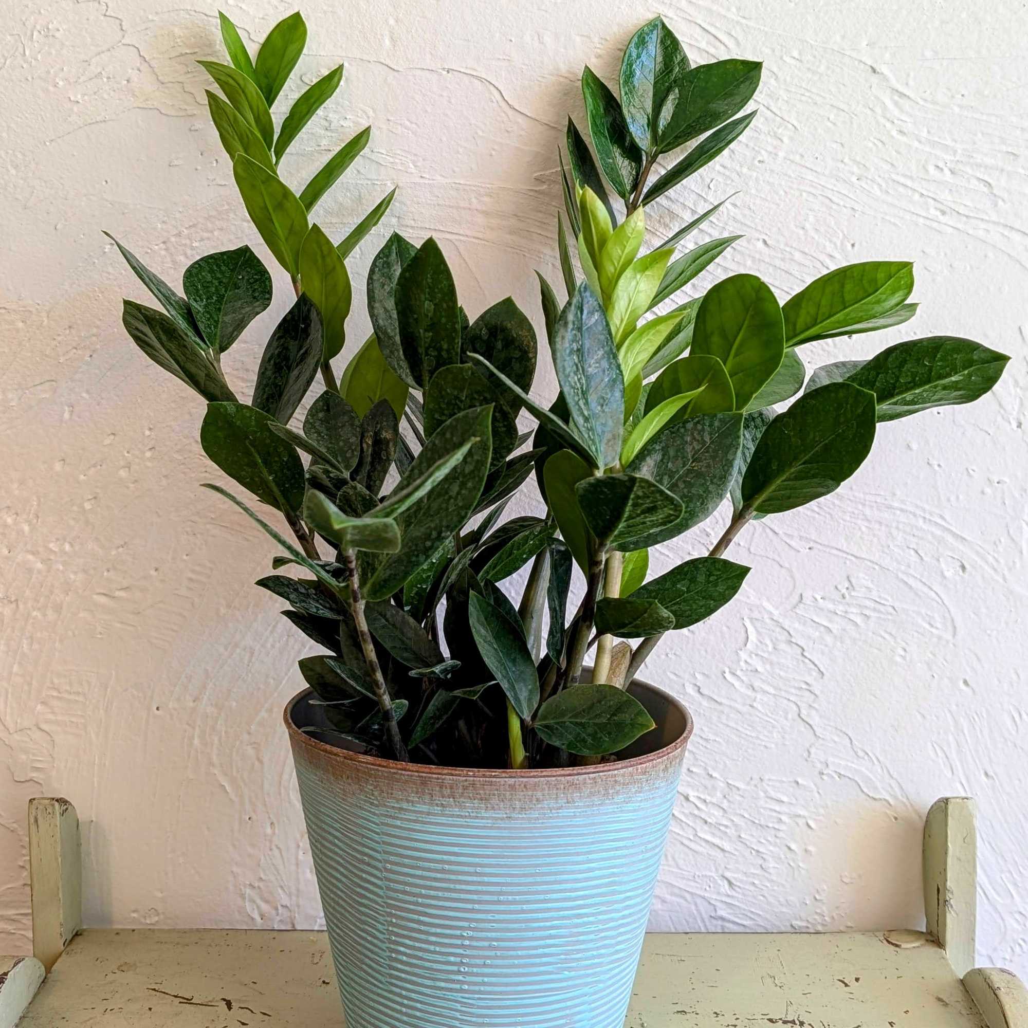 Get ready to rock your green thumb with the ZZ Top Plant!