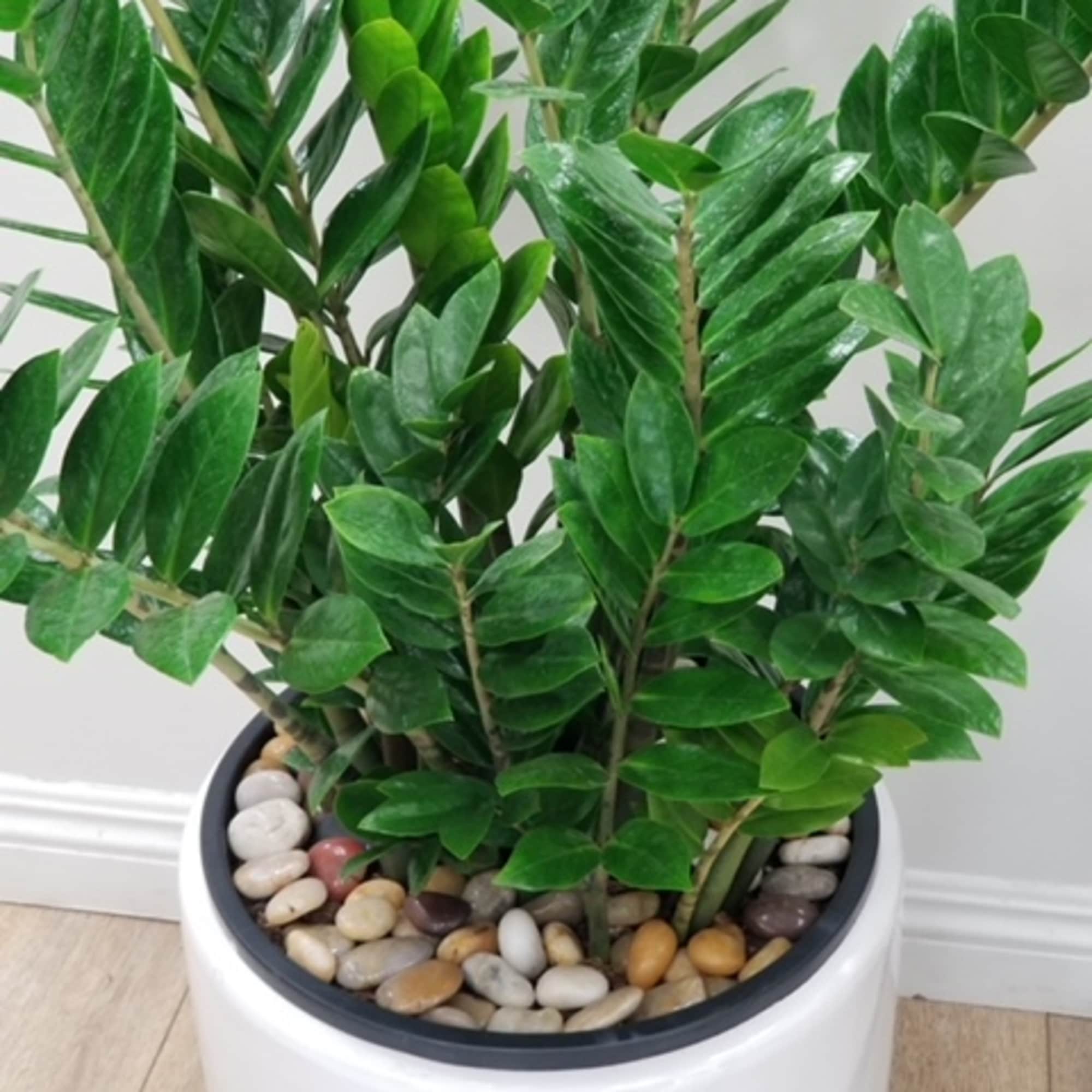 ZZ plant is low maintenance houseplant.