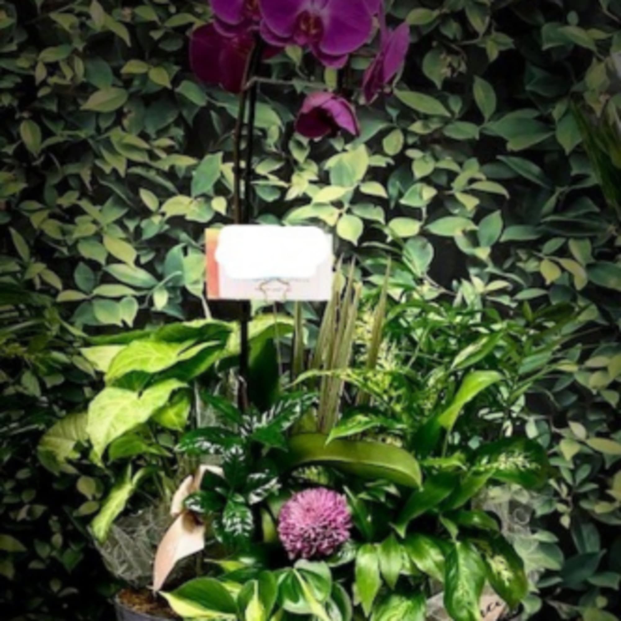 This time of year, give the gift of a personal garden to This time of year, give the gift of a personal garden to