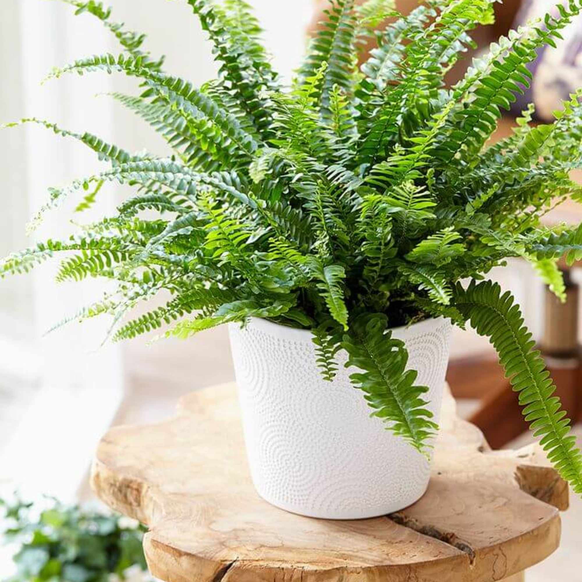 Boston Fern, with black or white container
One of NASA's verified air purifying Boston Fern, with black or white container
One of NASA's verified air purifying