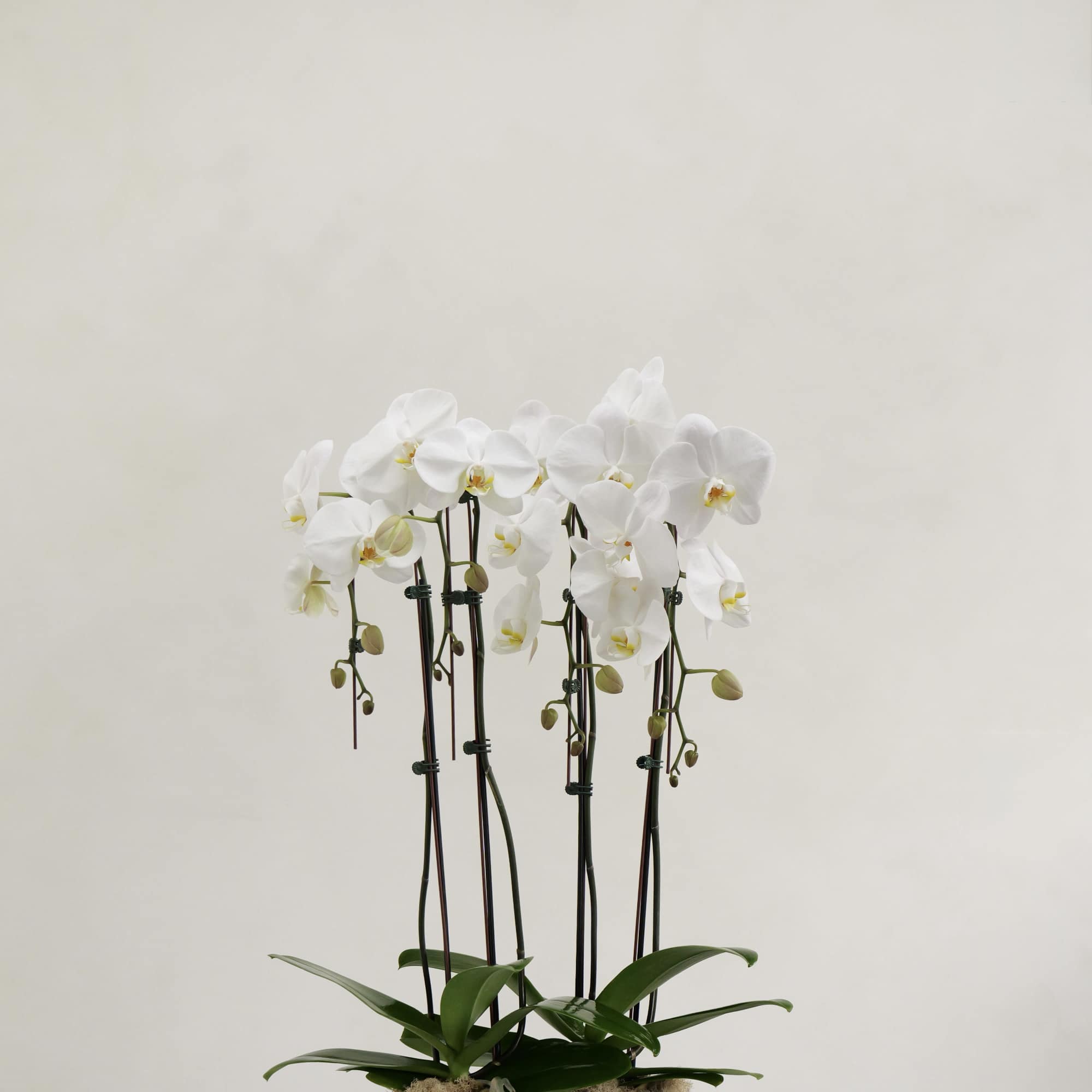 Two Double White Orchids in Ceramic Pot (4 stems total) Two Double White Orchids in Ceramic Pot (4 stems total)