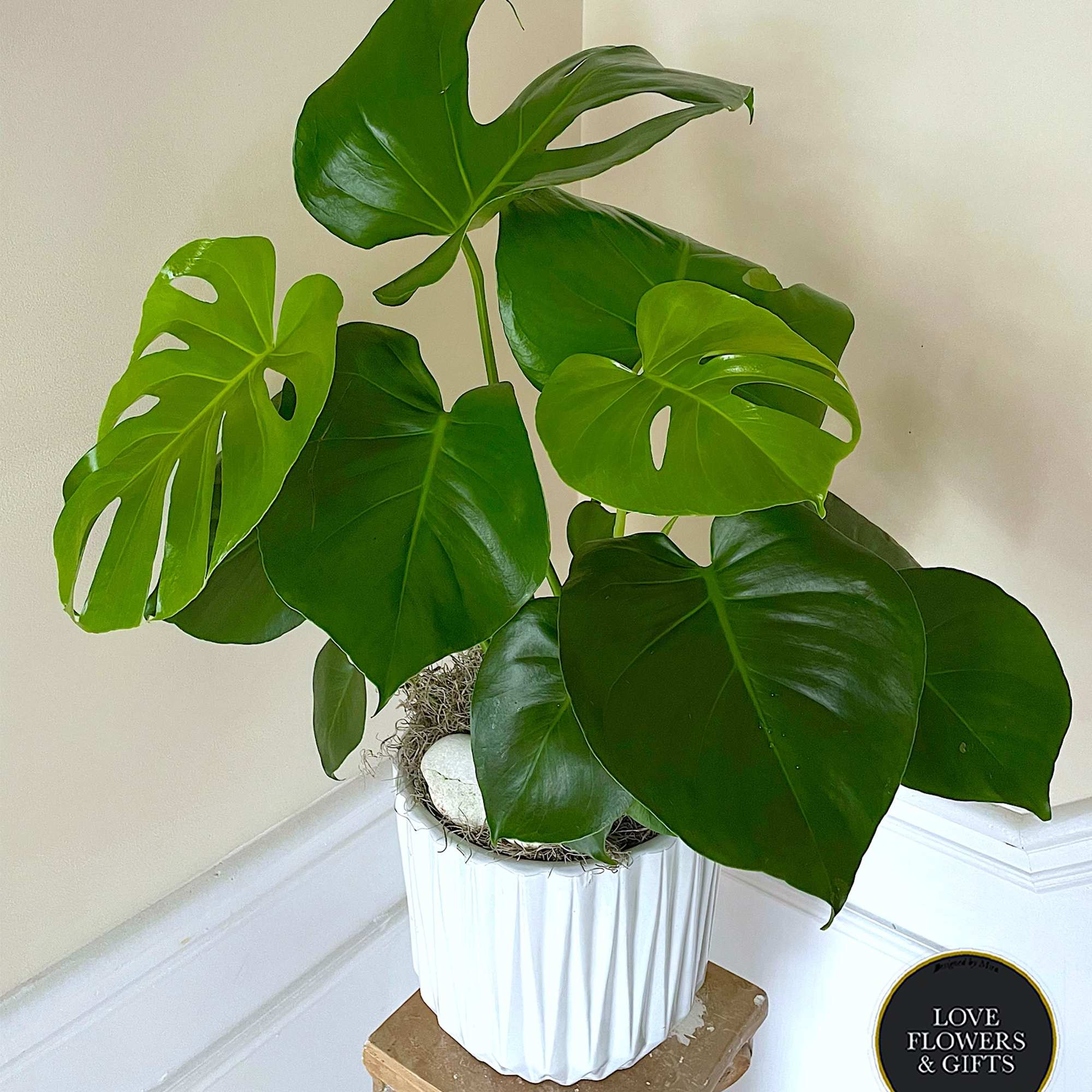 Monstera Plant, well-loved for its beautiful perforated leaves, makes a great statement
