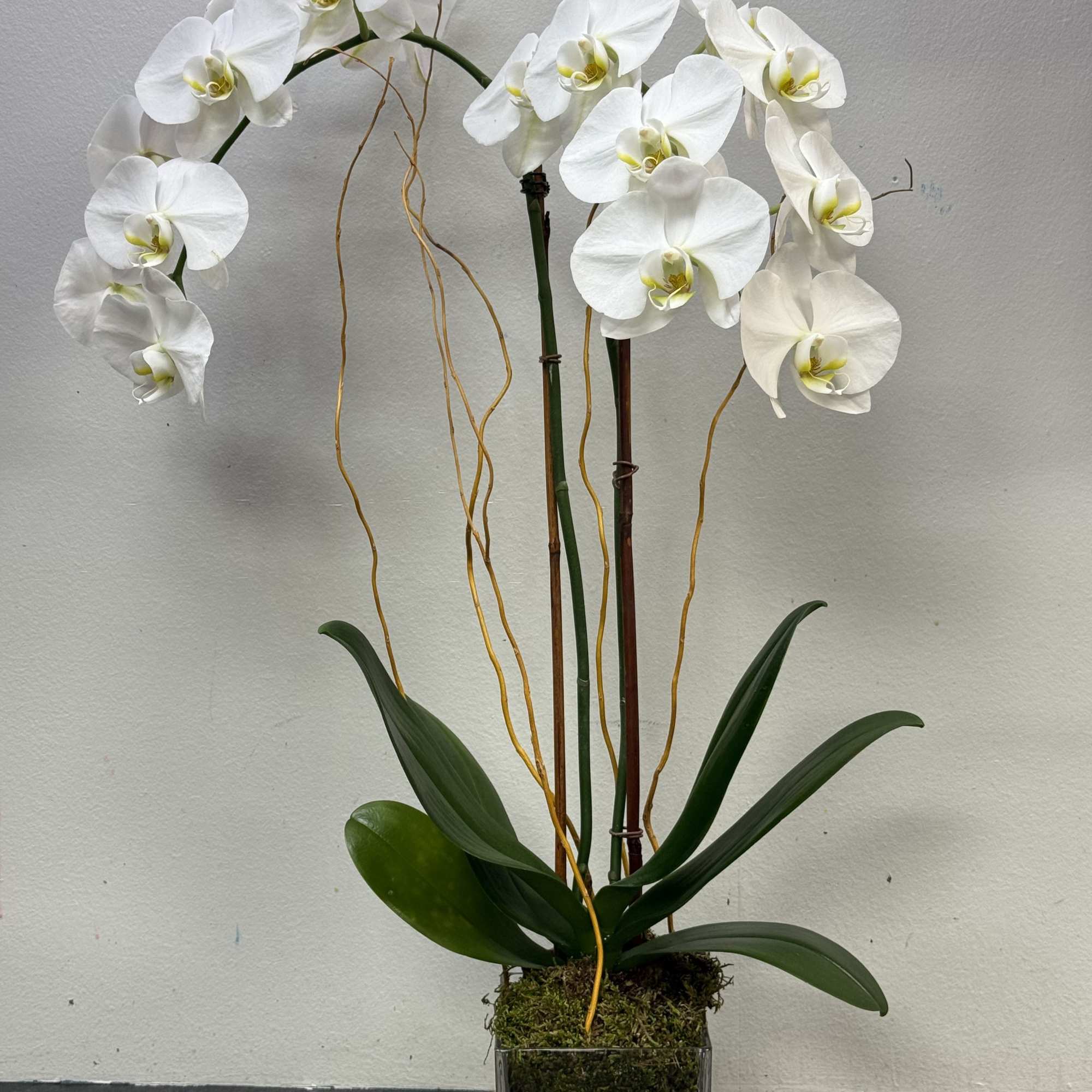 A stunning double-stemmed Phalaenopsis orchid displayed in a modern glass cube lined