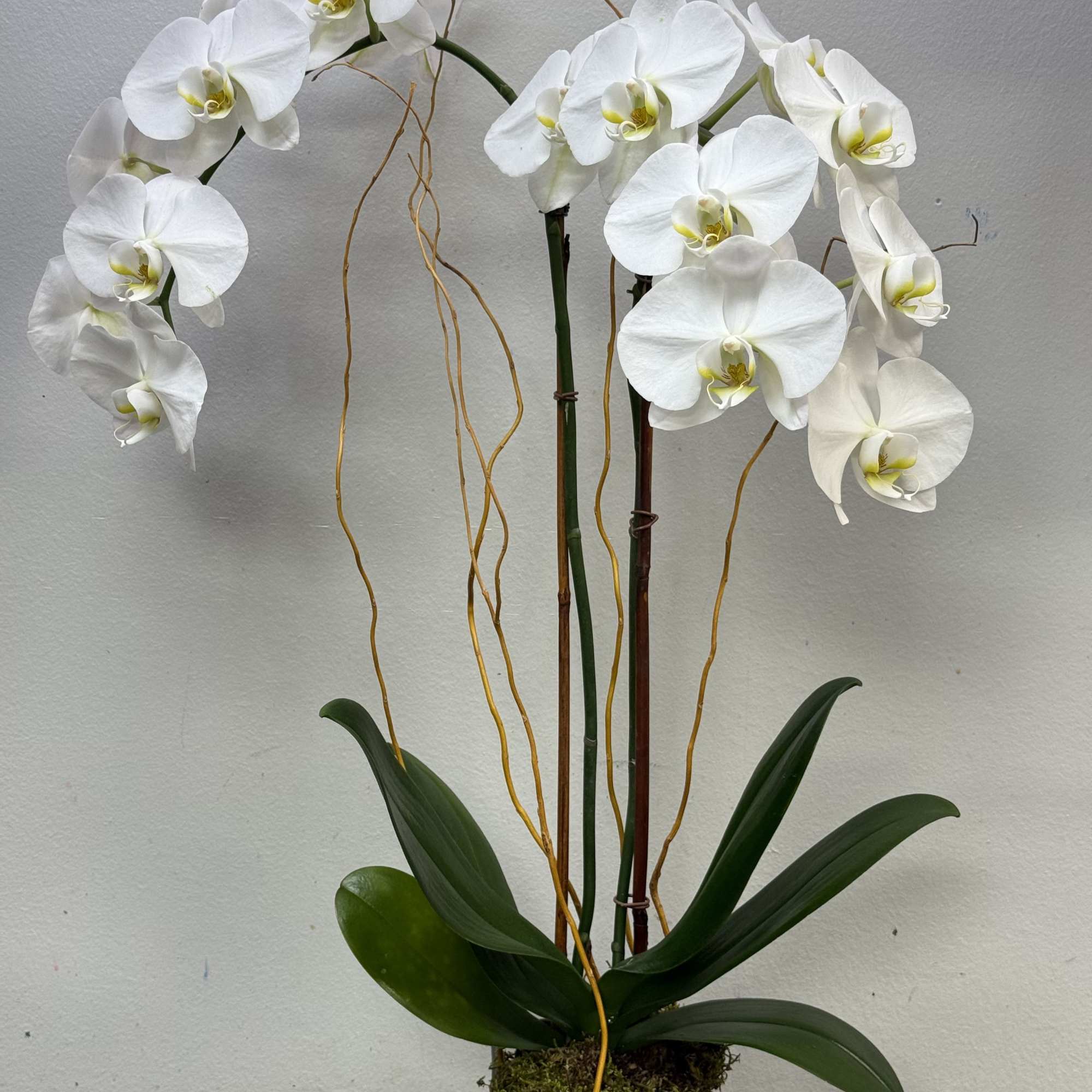 A stunning double-stemmed Phalaenopsis orchid displayed in a modern glass cube lined