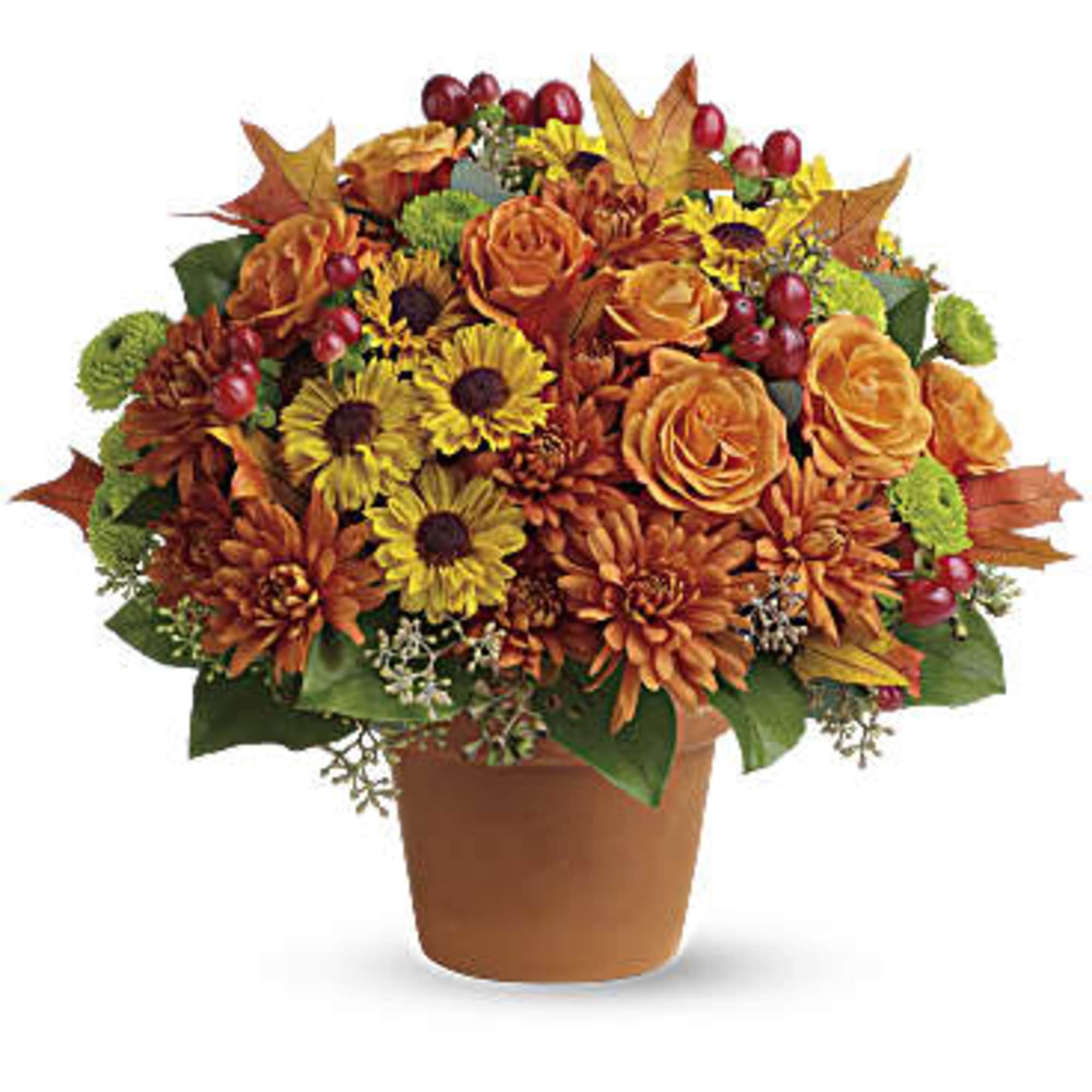 Chrysanthemums in autumnal colors of yellow, bronze and green - set off