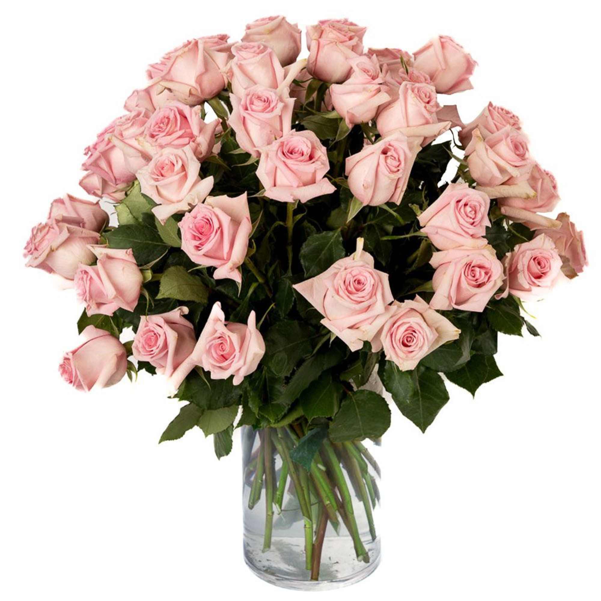 Our classic 4 dozen soft pink roses are designed with long-stem 70 Our classic 4 dozen soft pink roses are designed with long-stem 70