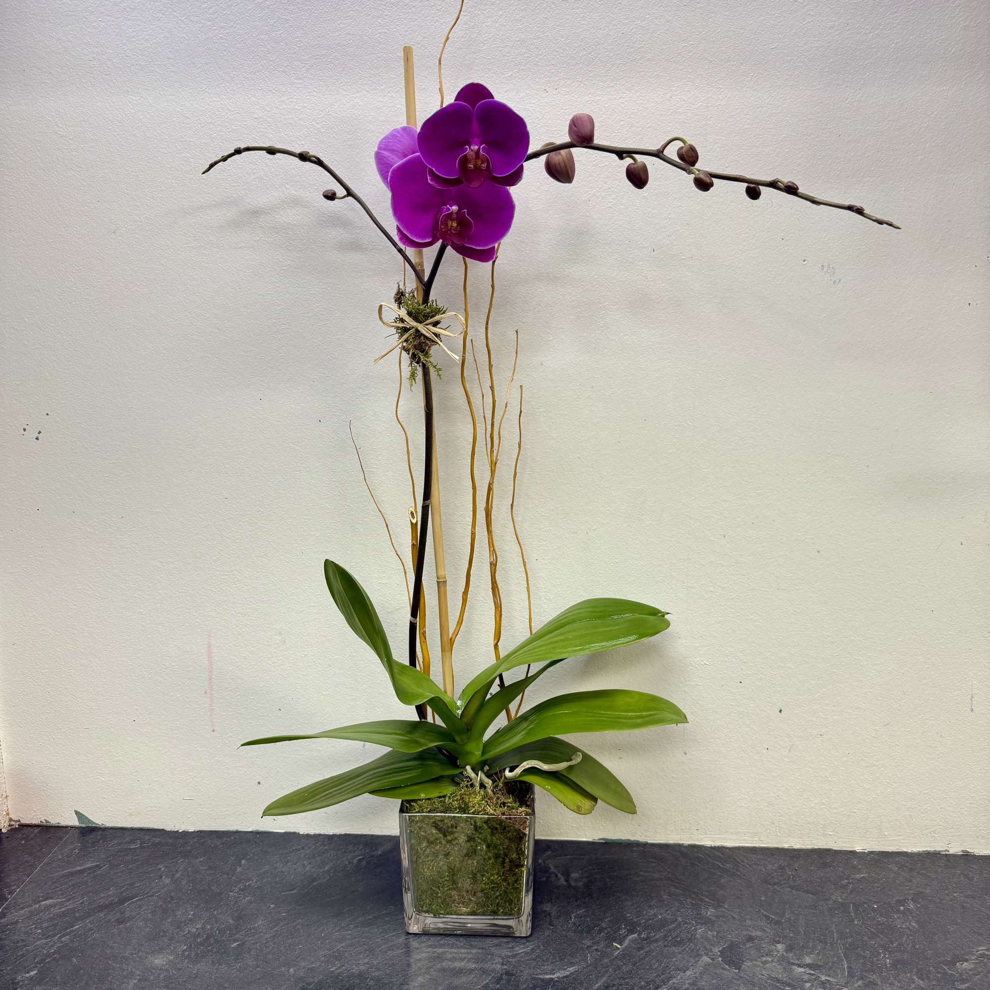 Capture their love for the exotic with a passionate purple Phalaenopsis orchid.