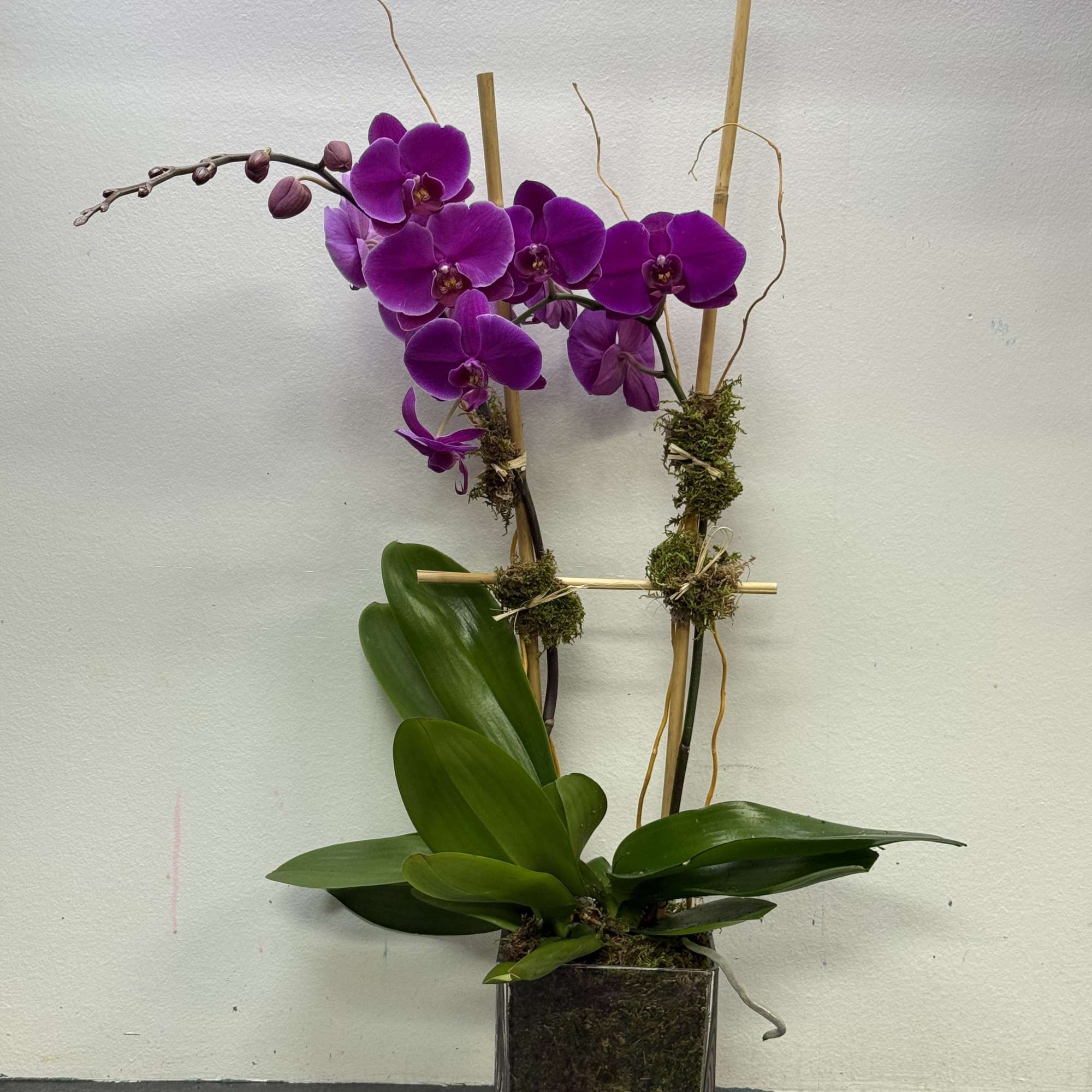 Capture their love for the exotic with a passionate purple Phalaenopsis orchid.