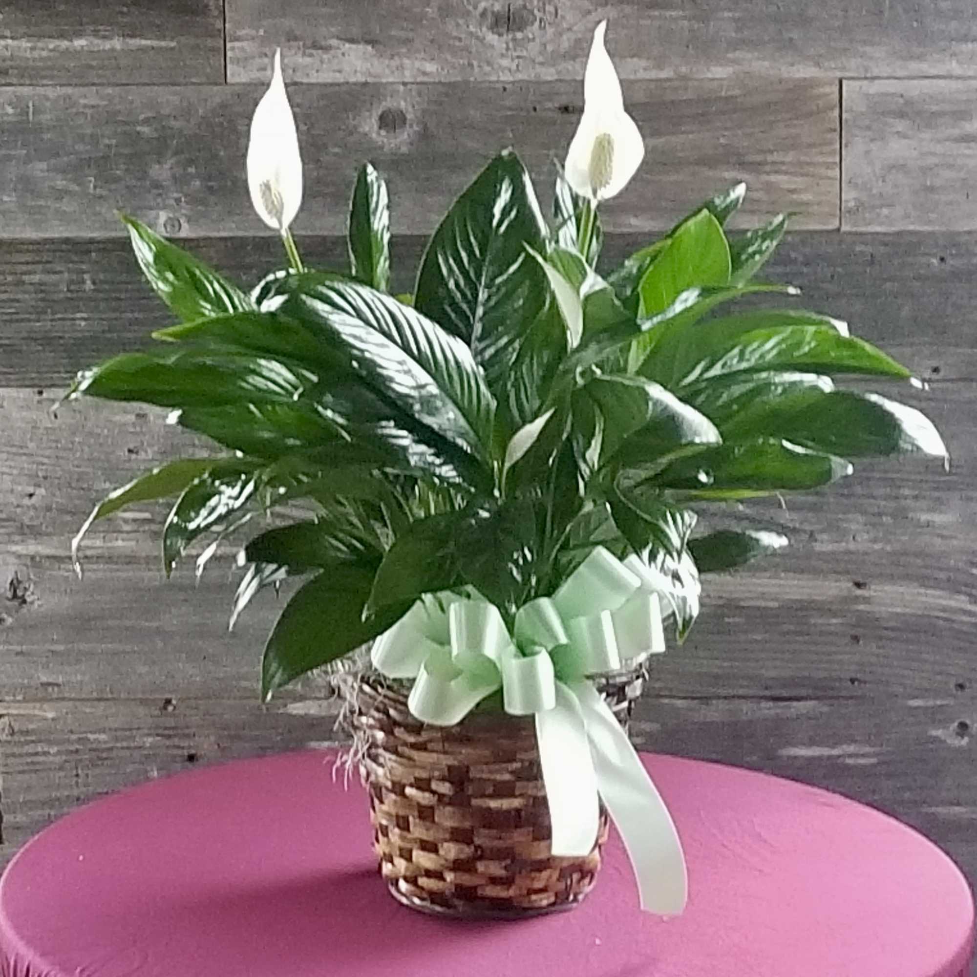 Desk top sized indoor tropical plant.  Loves the shade,  Keep Desk top sized indoor tropical plant.  Loves the shade,  Keep