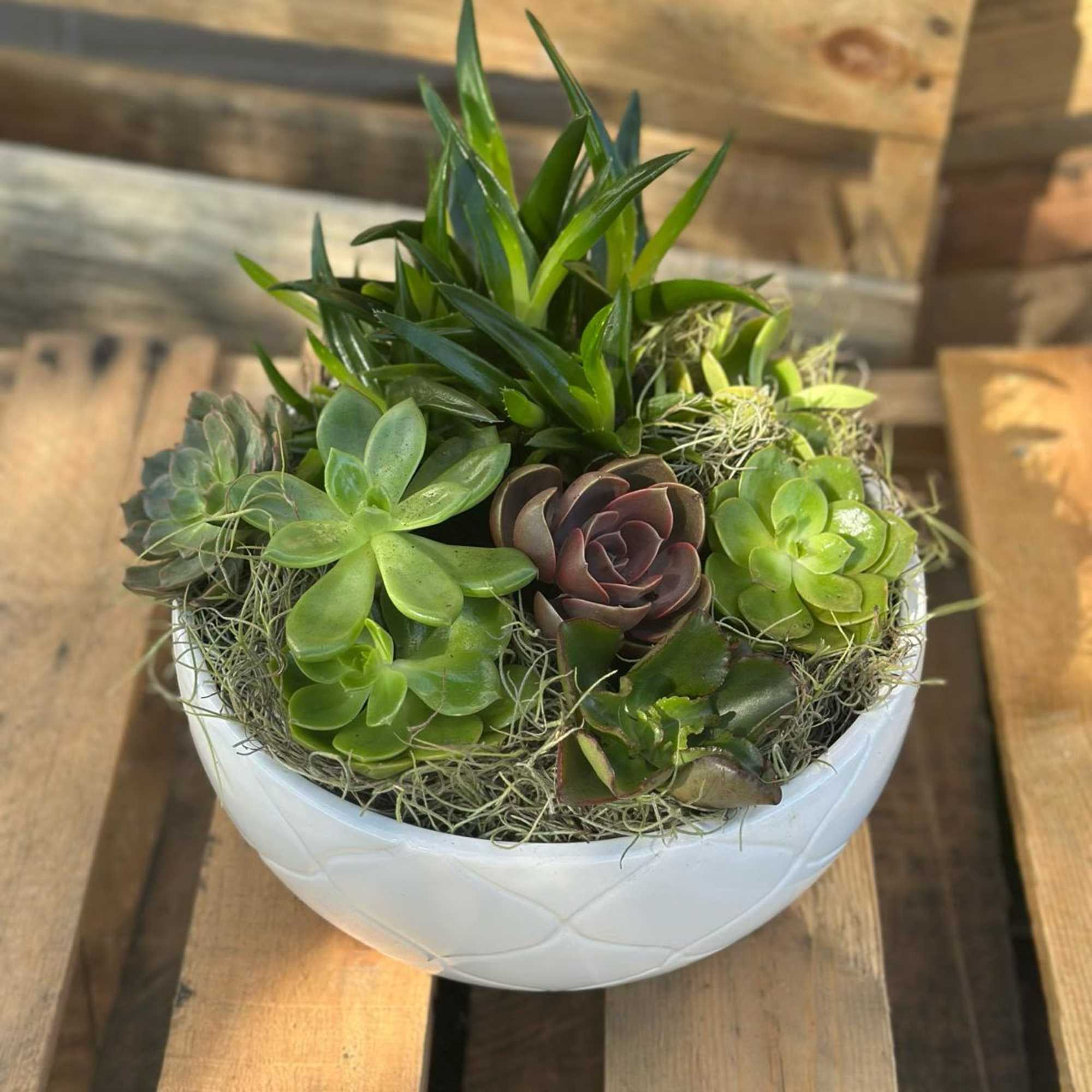 Bring timeless beauty and low-maintenance greenery into any space with our Succulent
