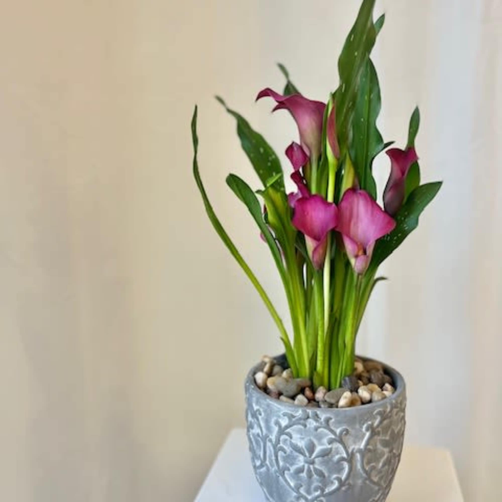 The Calla Lilly is a beautiful plant, perfect for an indoor or The Calla Lilly is a beautiful plant, perfect for an indoor or