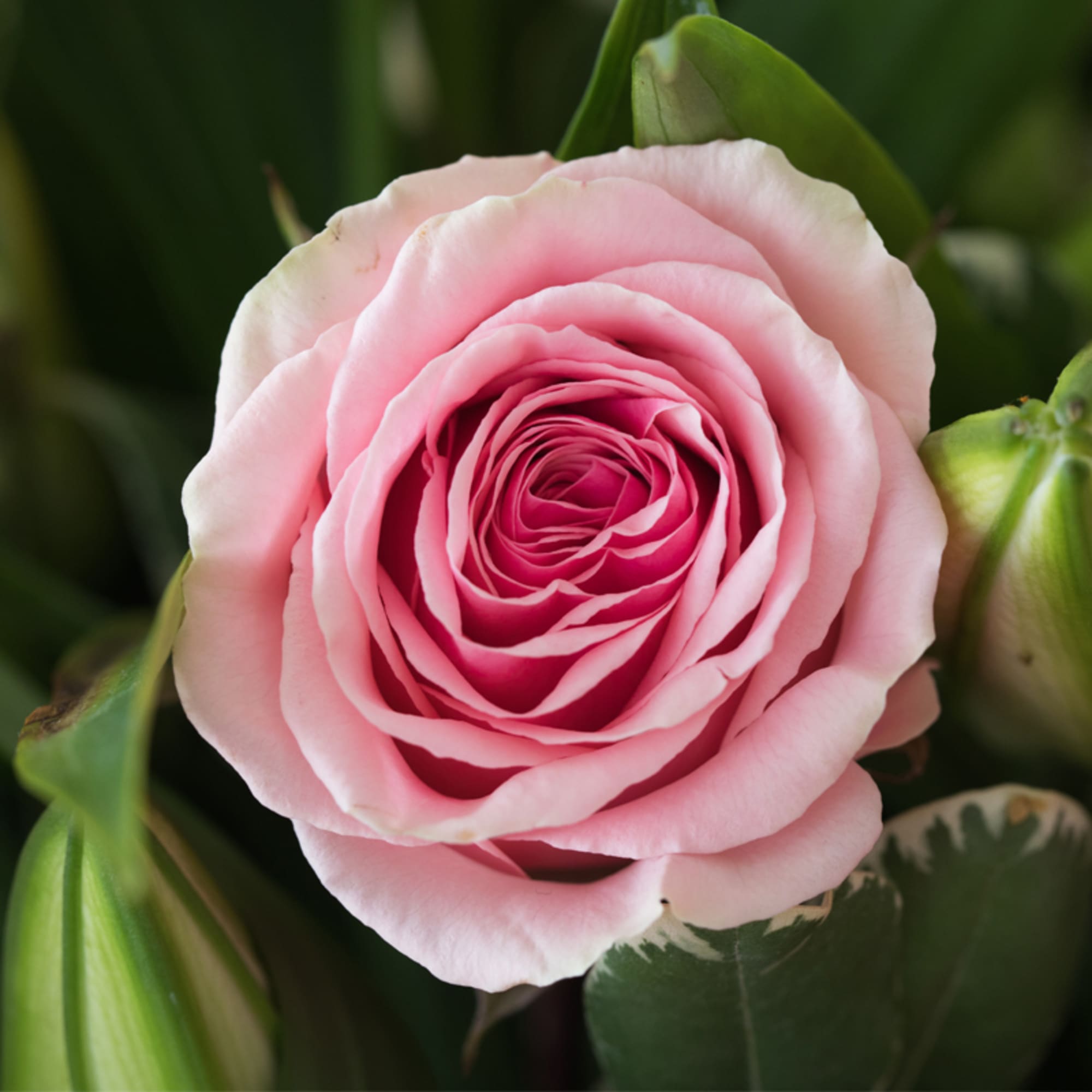 A truly gorgeous piece featuring stunning stargazer lilies and a dozen premium