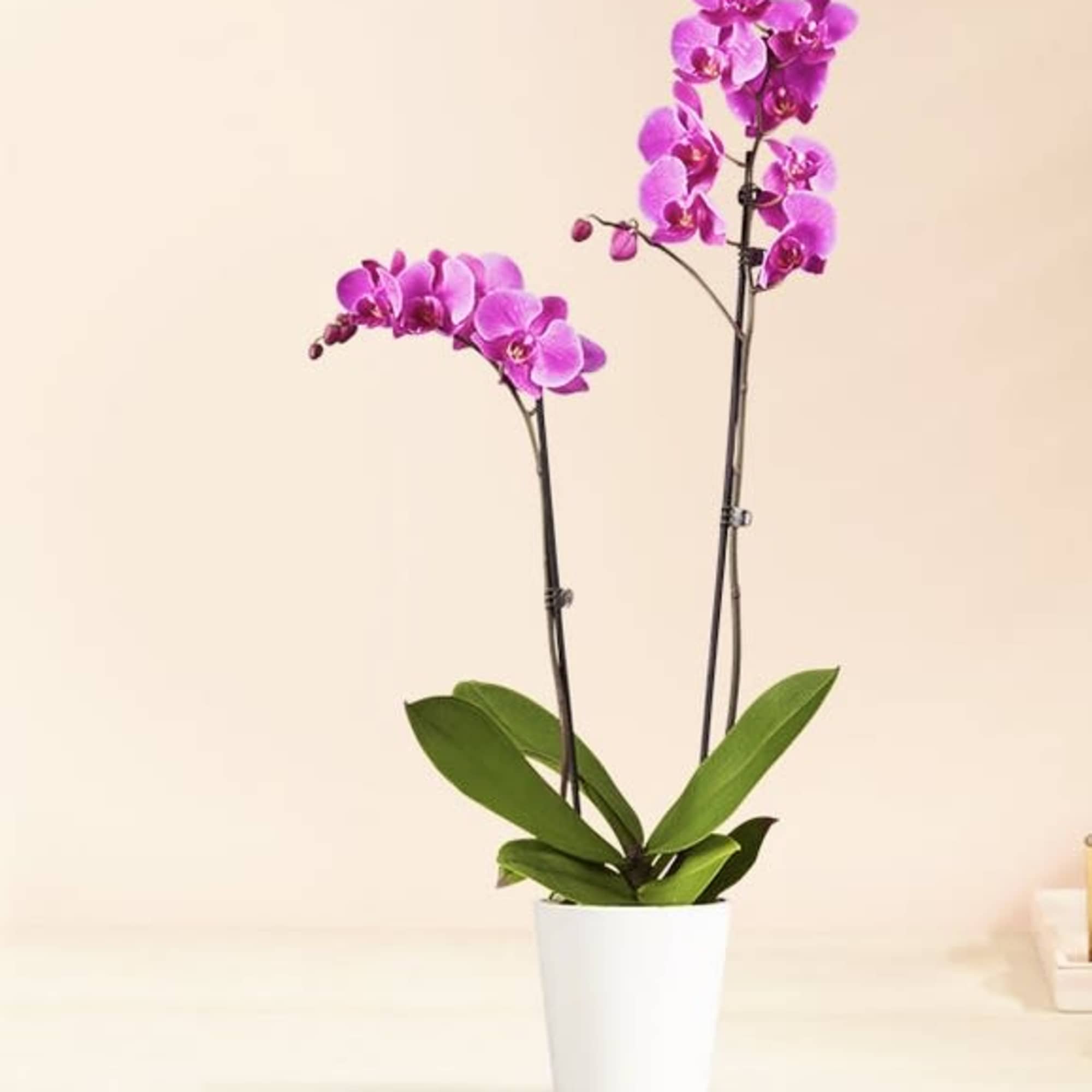 Opulent Orchid in Daytona Beach, FL | Zahn's Flowers & More