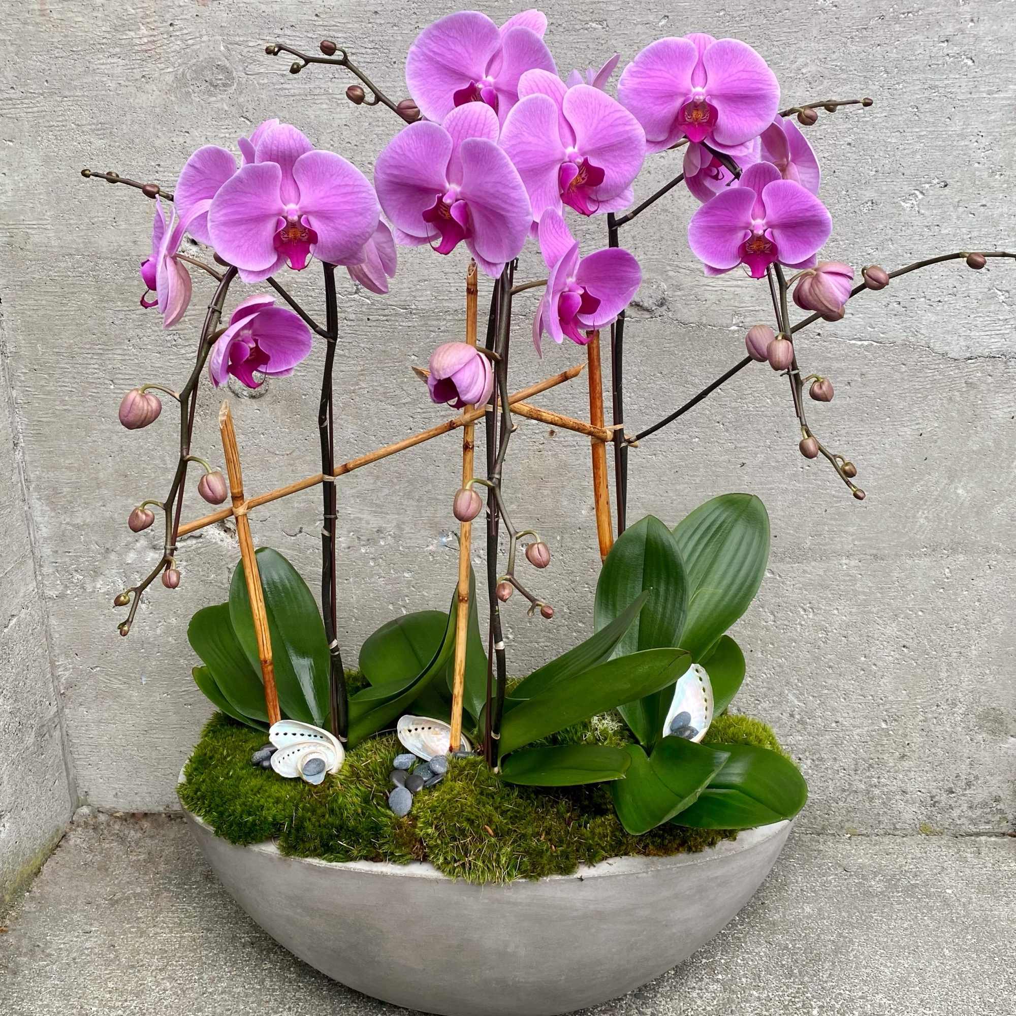 We take great pride in how we pot and dress our beautiful We take great pride in how we pot and dress our beautiful