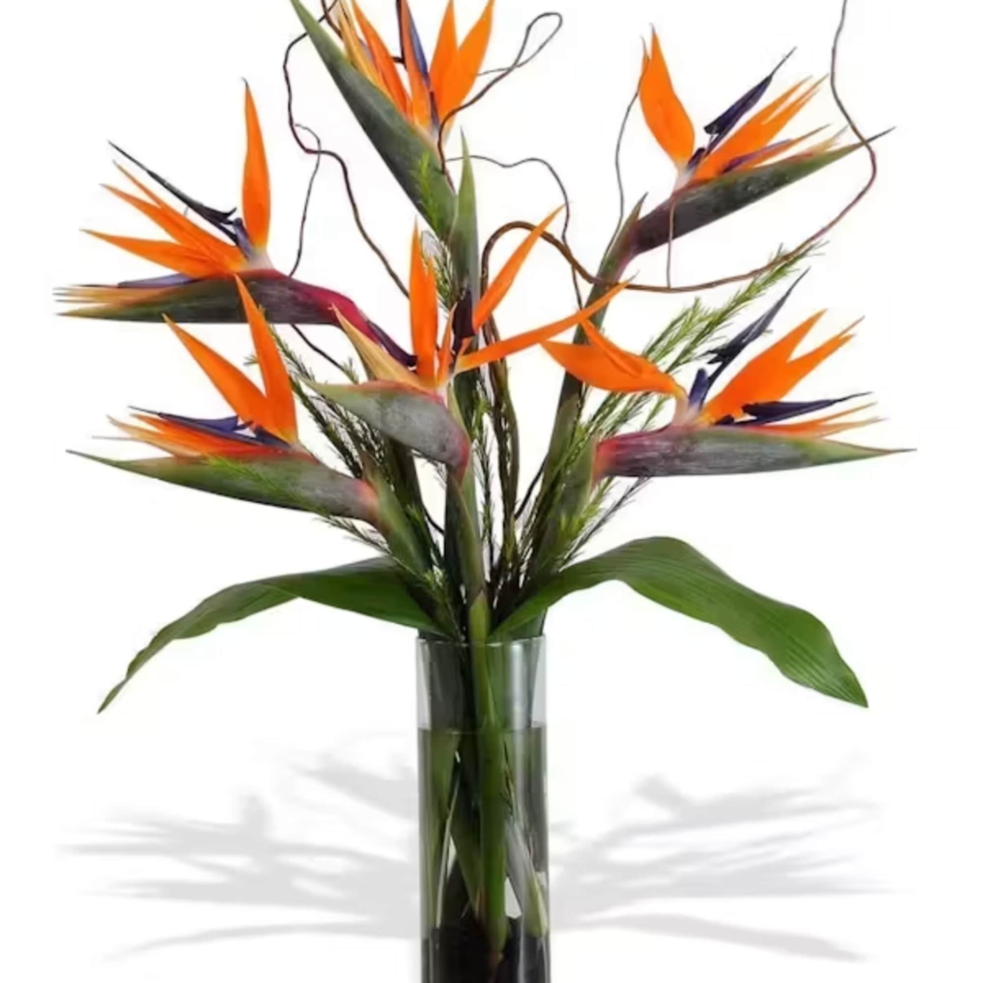 Give them a gift they won&#039;t forget with beautiful and exotic birds