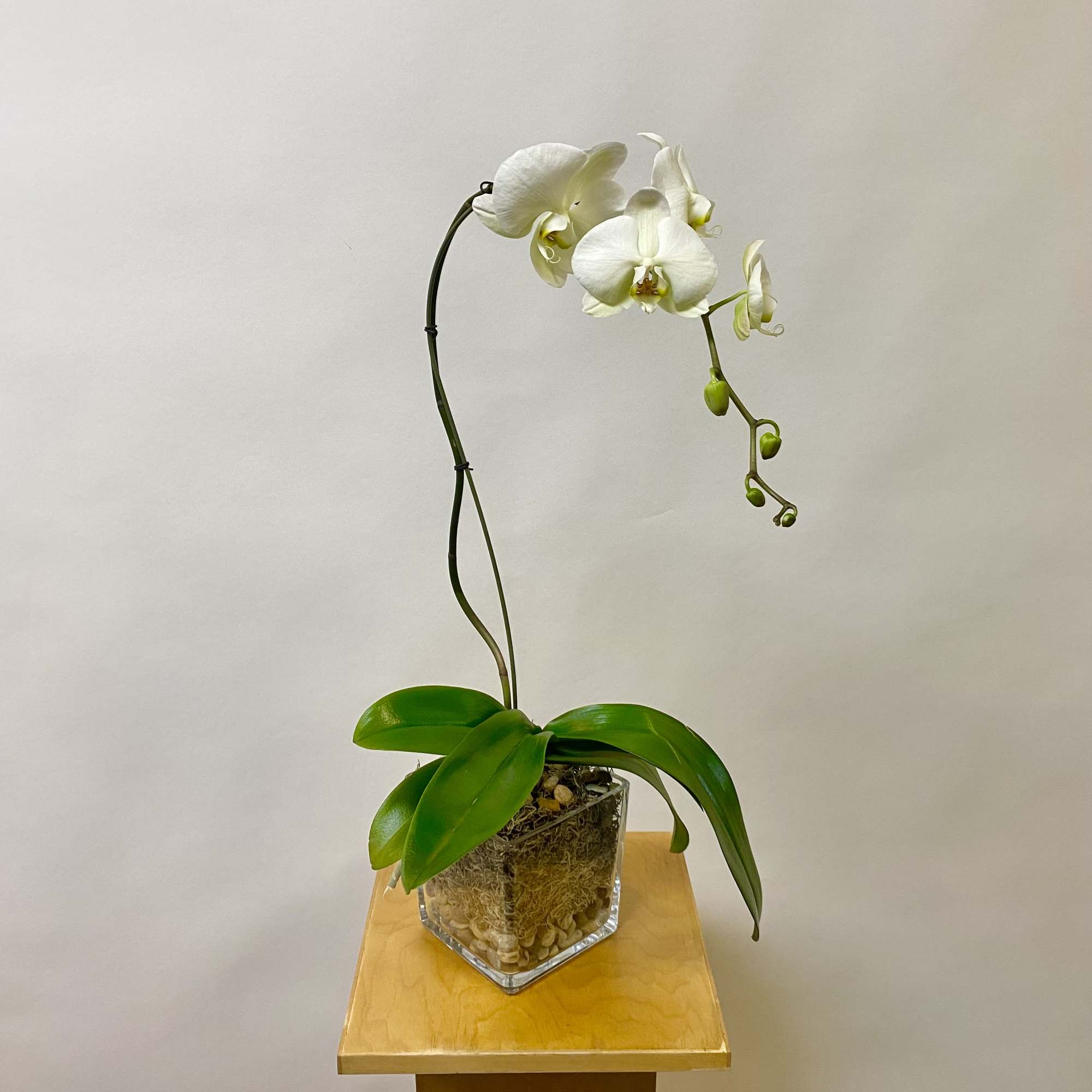 A Single Orchid Plant with Spanish Moss and Pebble Rocks in a