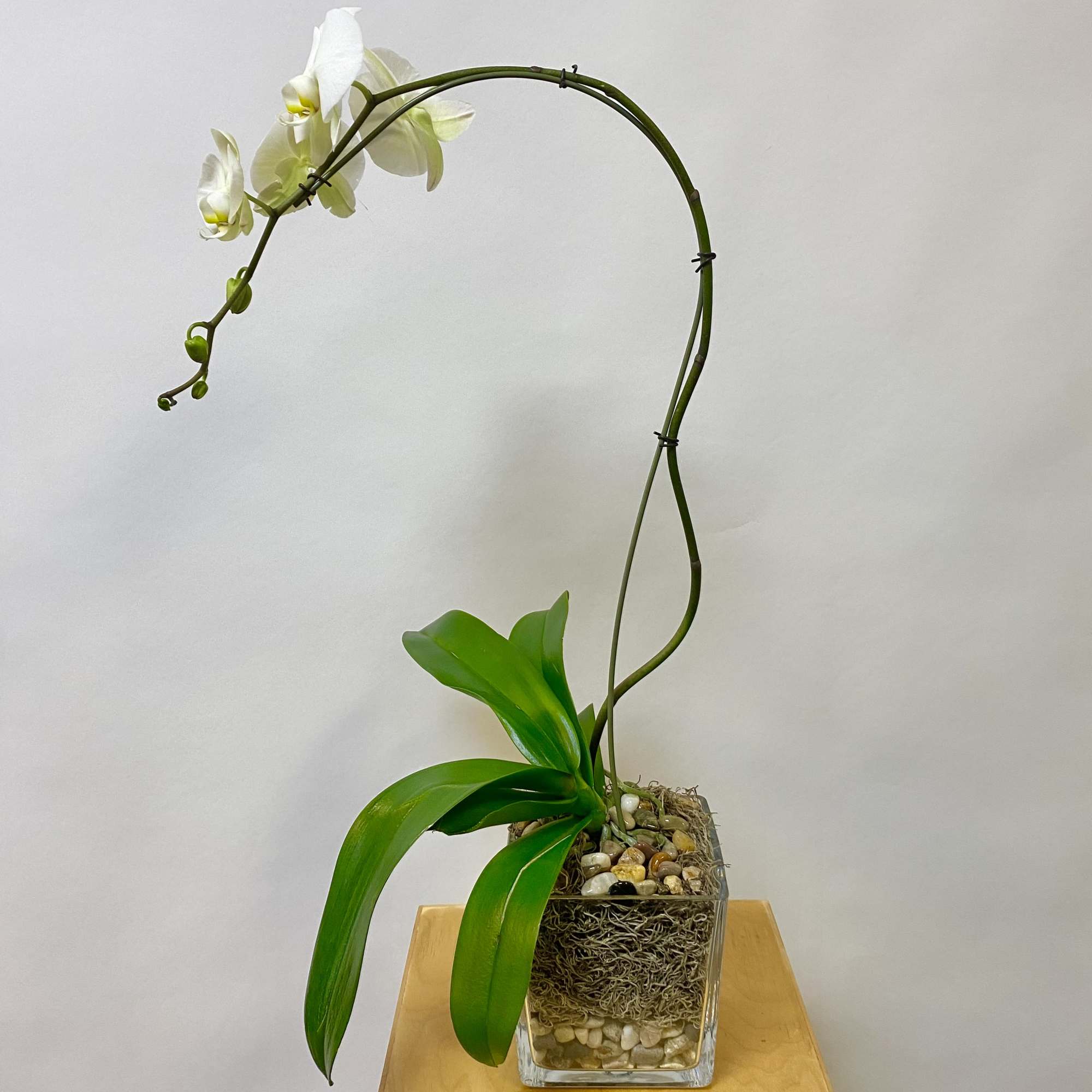 A Single Orchid Plant with Spanish Moss and Pebble Rocks in a