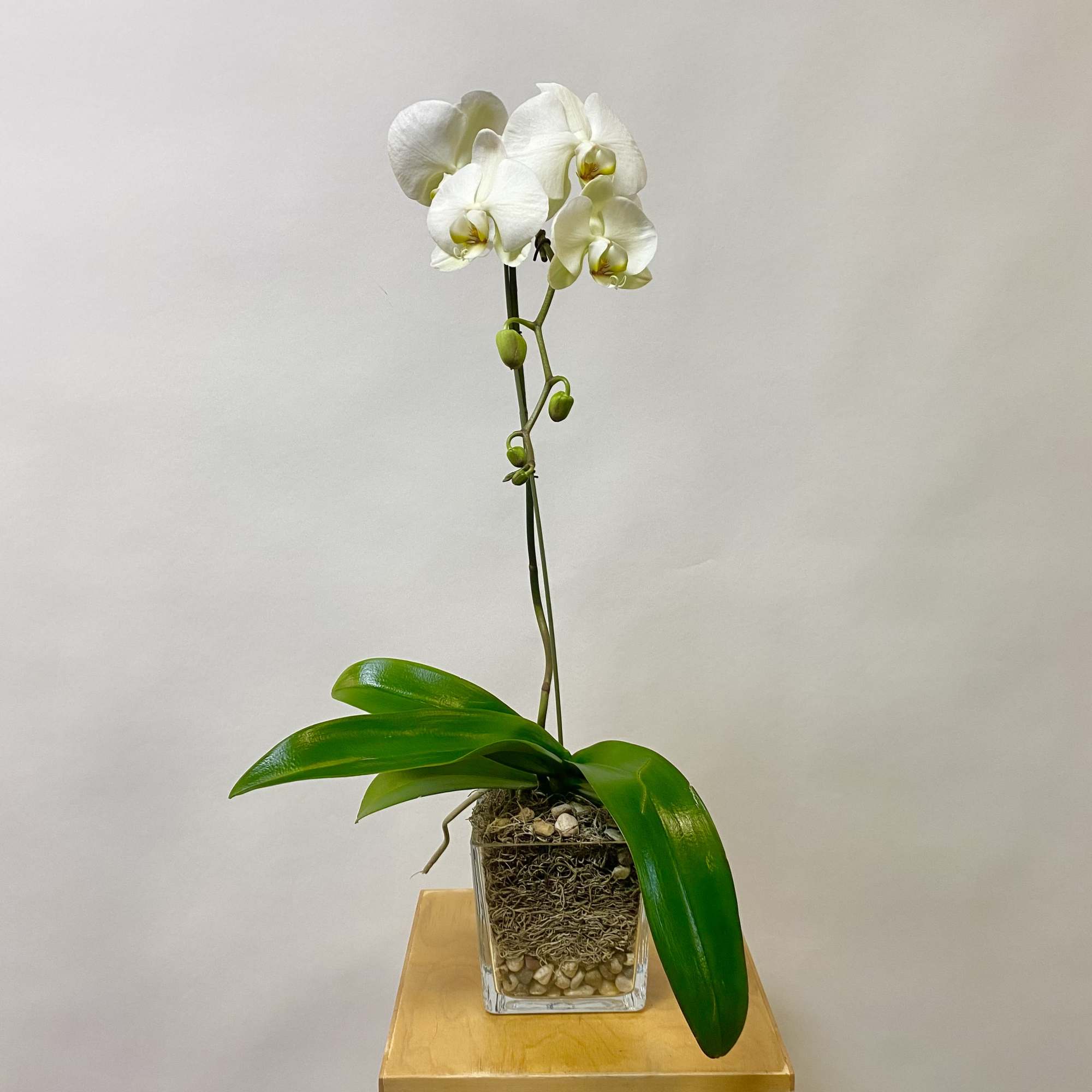 A Single Orchid Plant with Spanish Moss and Pebble Rocks in a