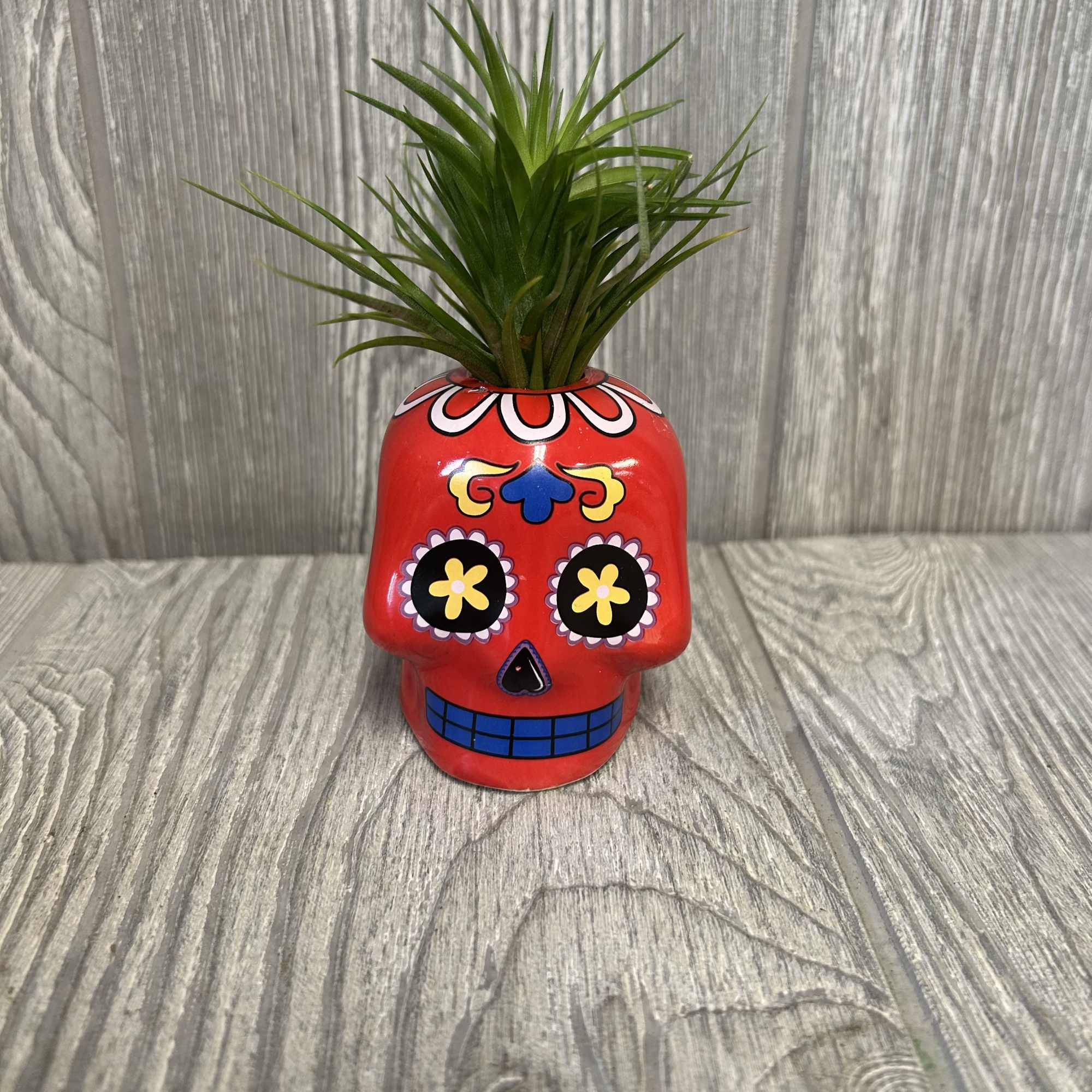 A 3&quot; ceramic assorted color skull with an assorted tillandsia on top.