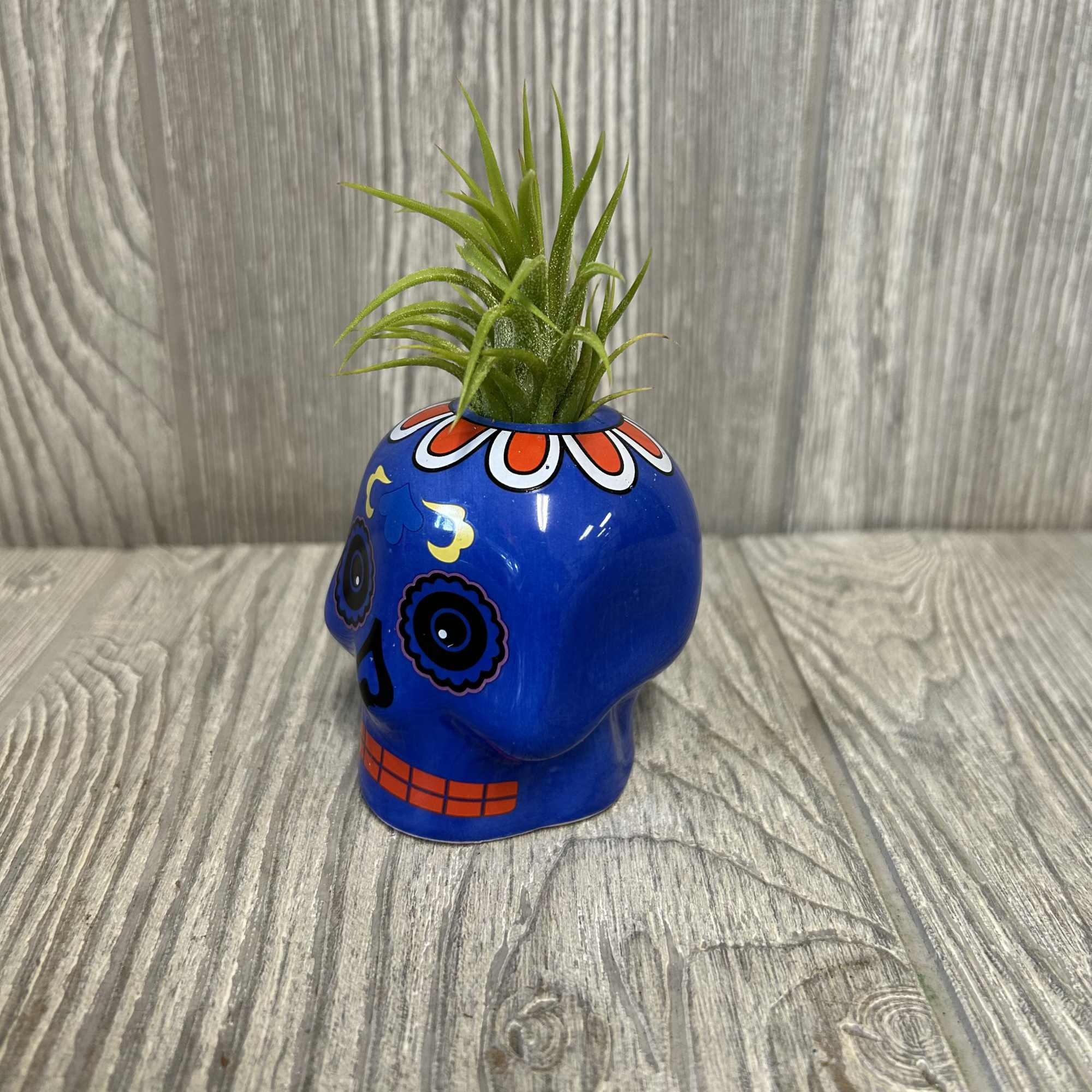 A 3&quot; ceramic assorted color skull with an assorted tillandsia on top.