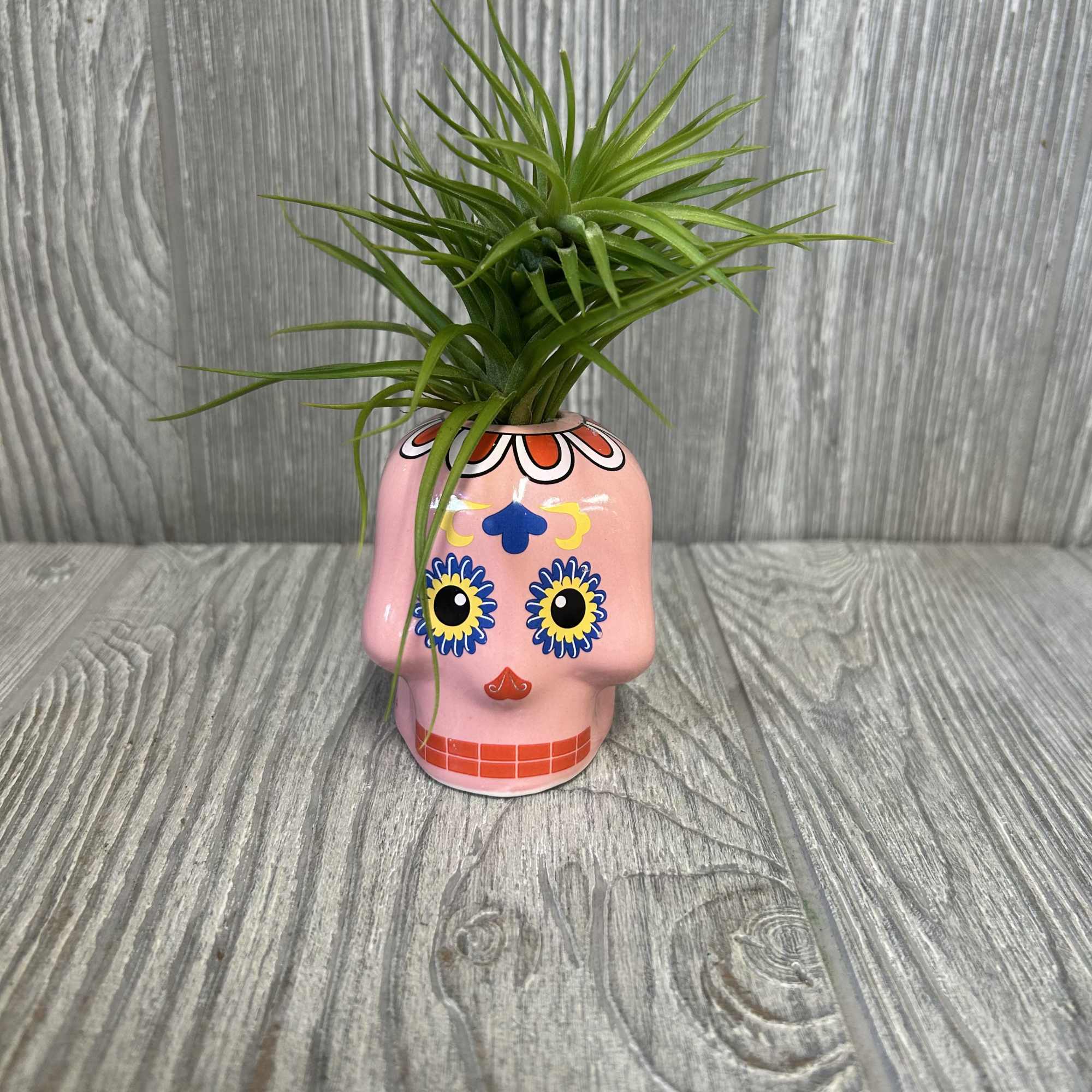 A 3&quot; ceramic assorted color skull with an assorted tillandsia on top.