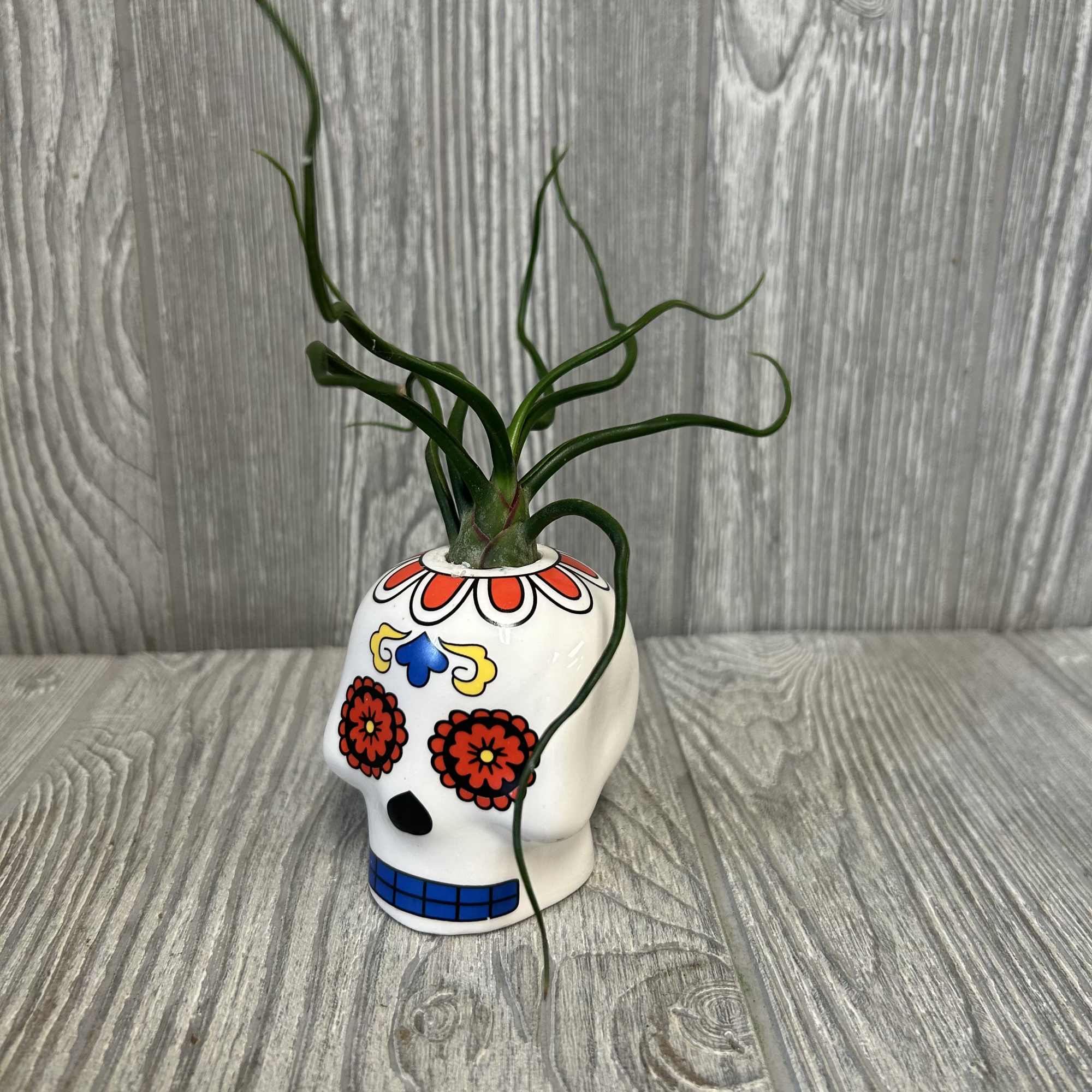 A 3&quot; ceramic assorted color skull with an assorted tillandsia on top.
