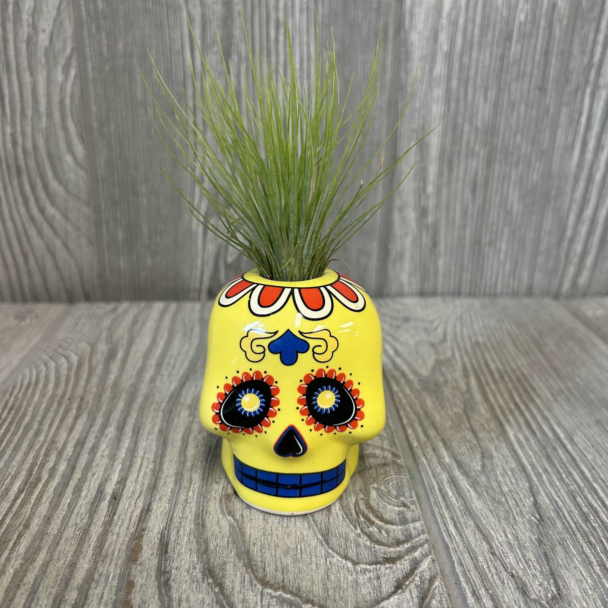 A 3&quot; ceramic assorted color skull with an assorted tillandsia on top.