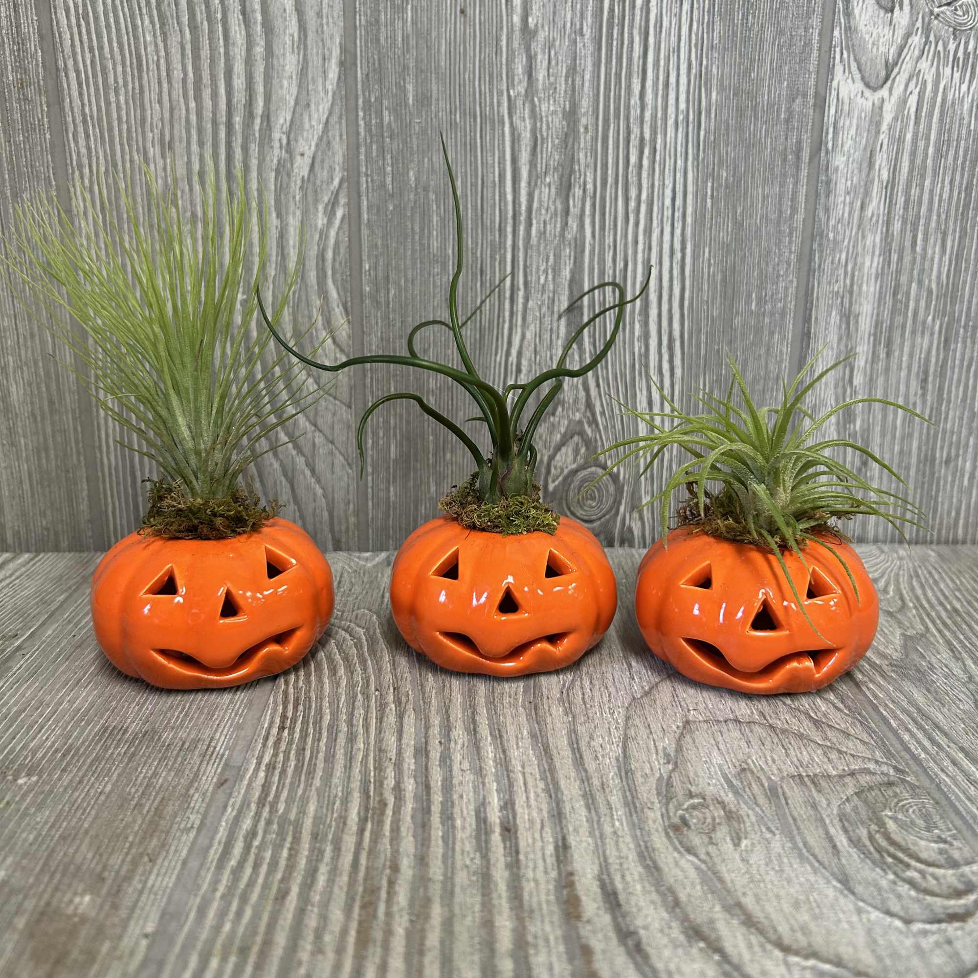 A 2.5&quot; ceramic pumpkin with assorted tillandsia on top.