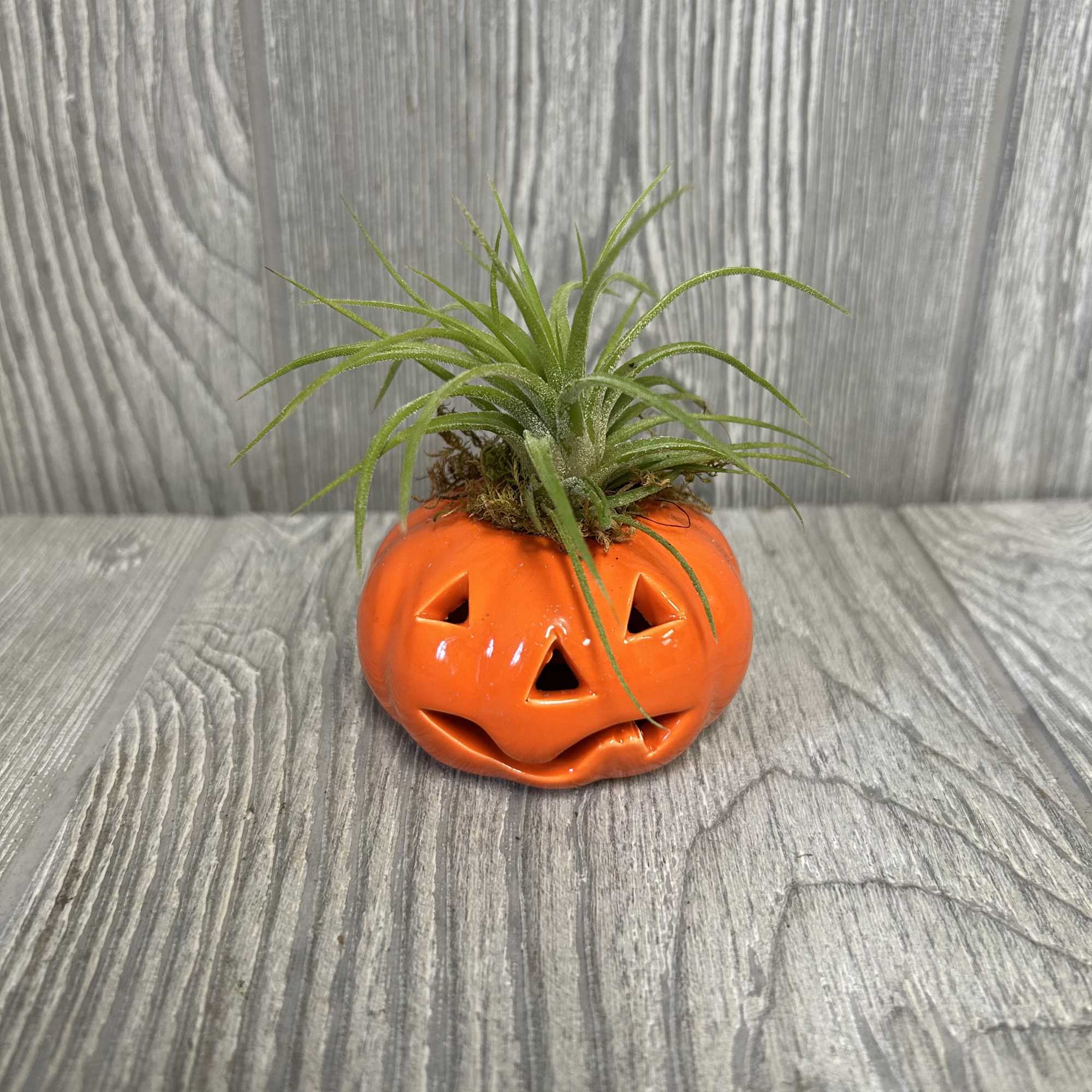 A 2.5&quot; ceramic pumpkin with assorted tillandsia on top.