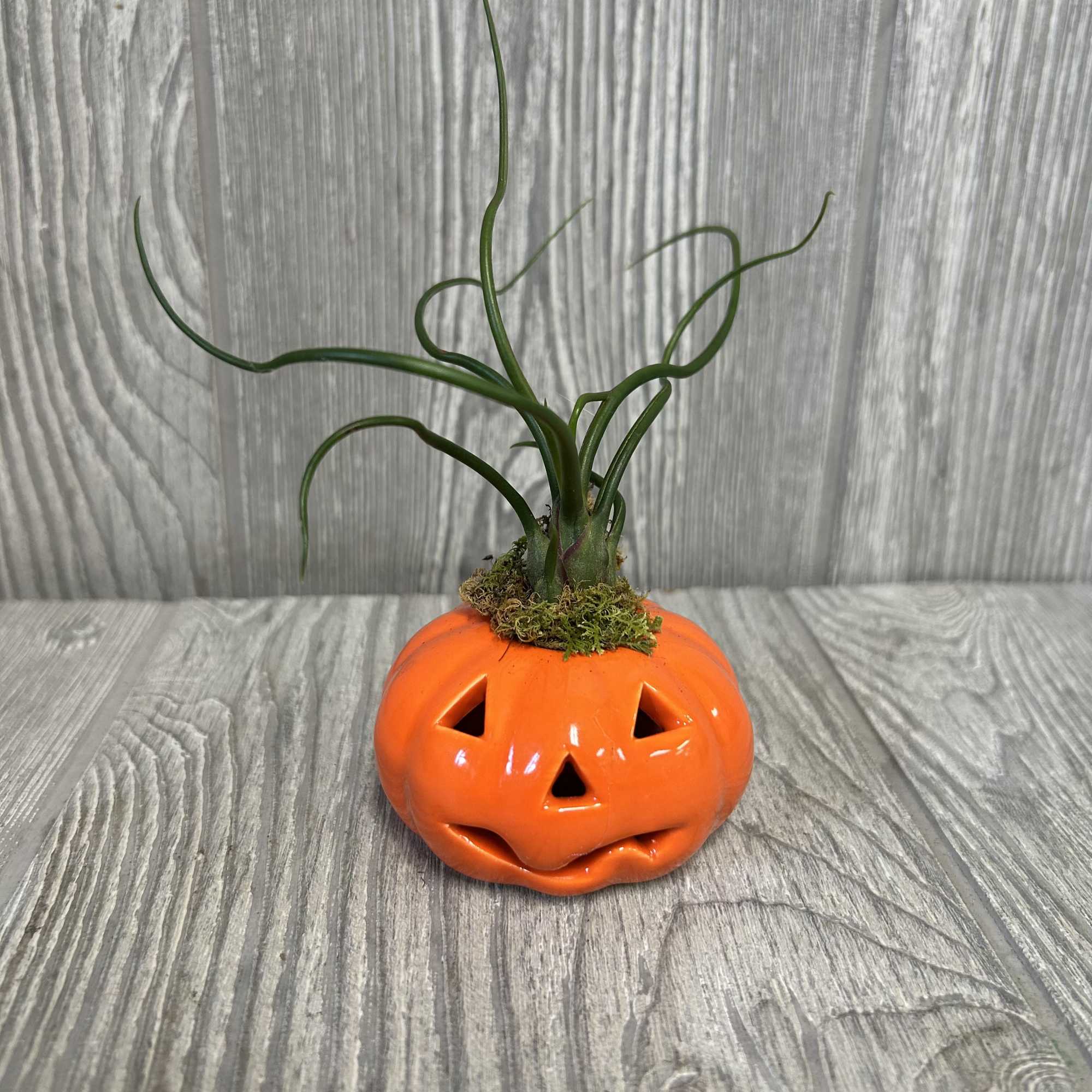 A 2.5&quot; ceramic pumpkin with assorted tillandsia on top.