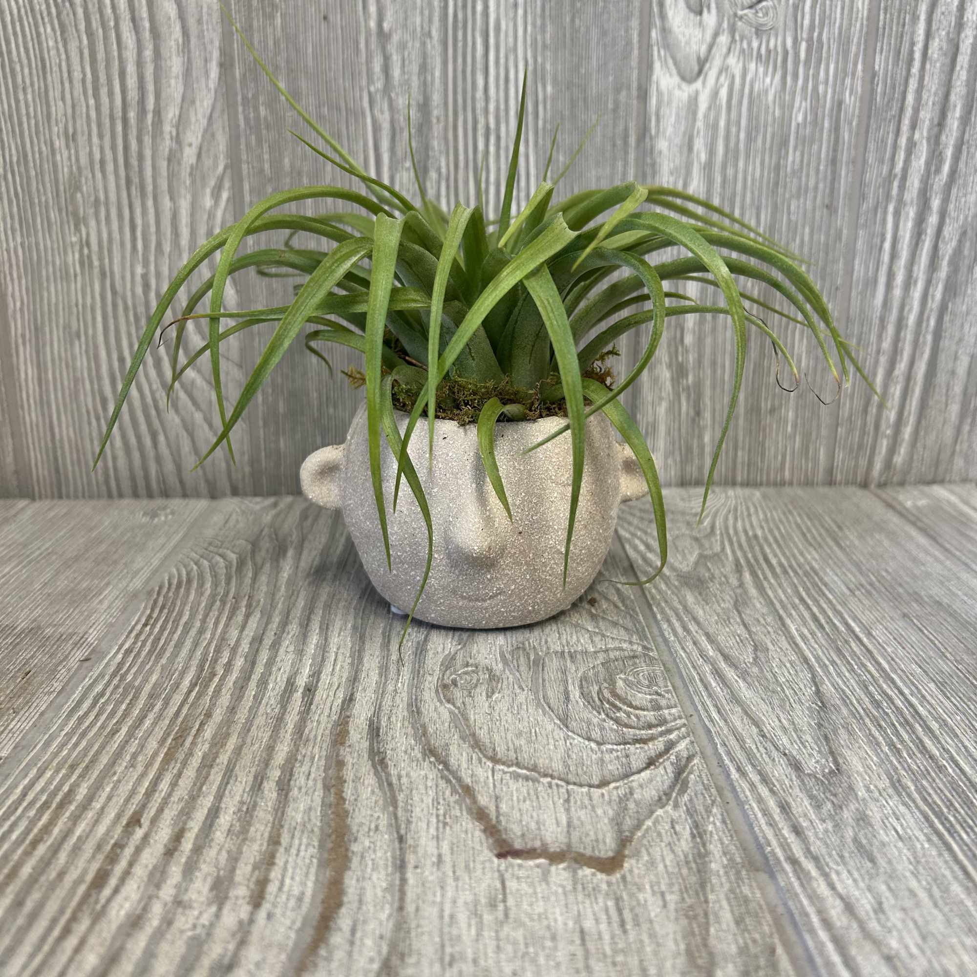 A 3-4&quot; ceramic assorted color face container with an assorted tillandsia on