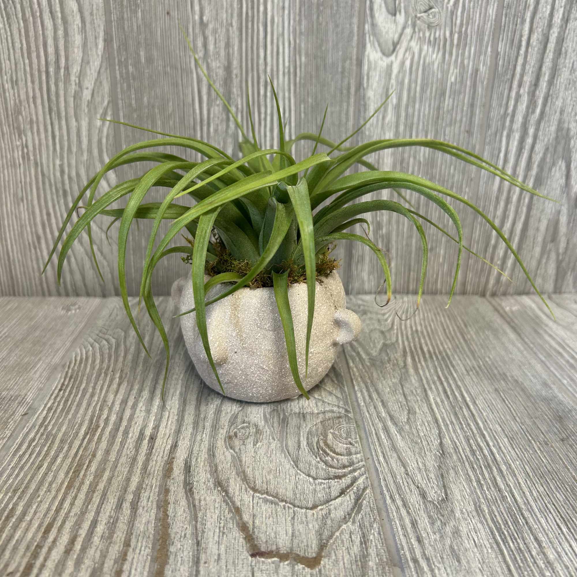 A 3-4&quot; ceramic assorted color face container with an assorted tillandsia on