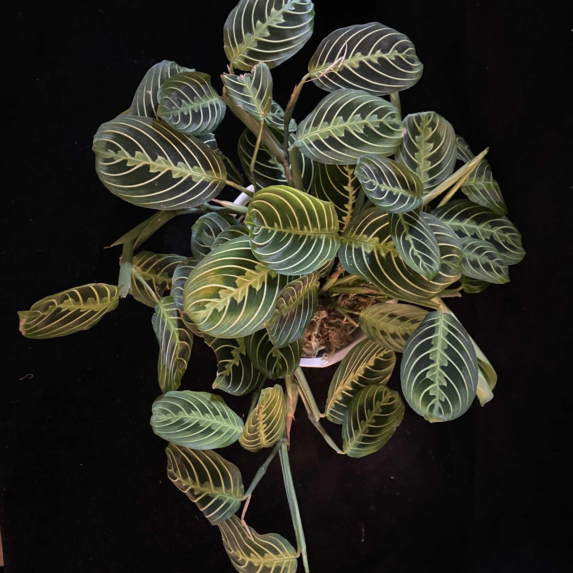 A Gorgeous Marantha with bright striping, this easy care houseplant is sure