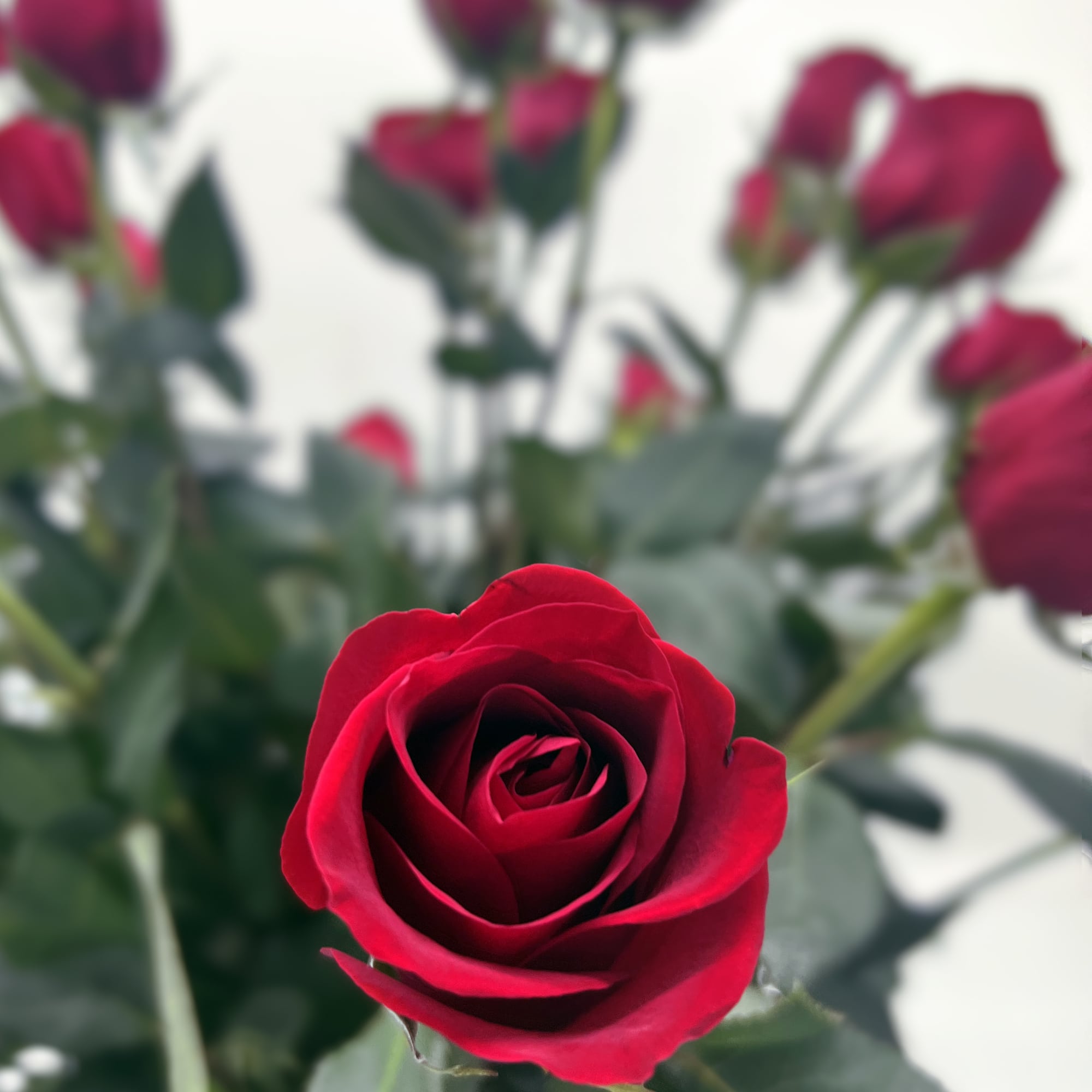 Stunning long stem red roses designed in a sweetheart vase