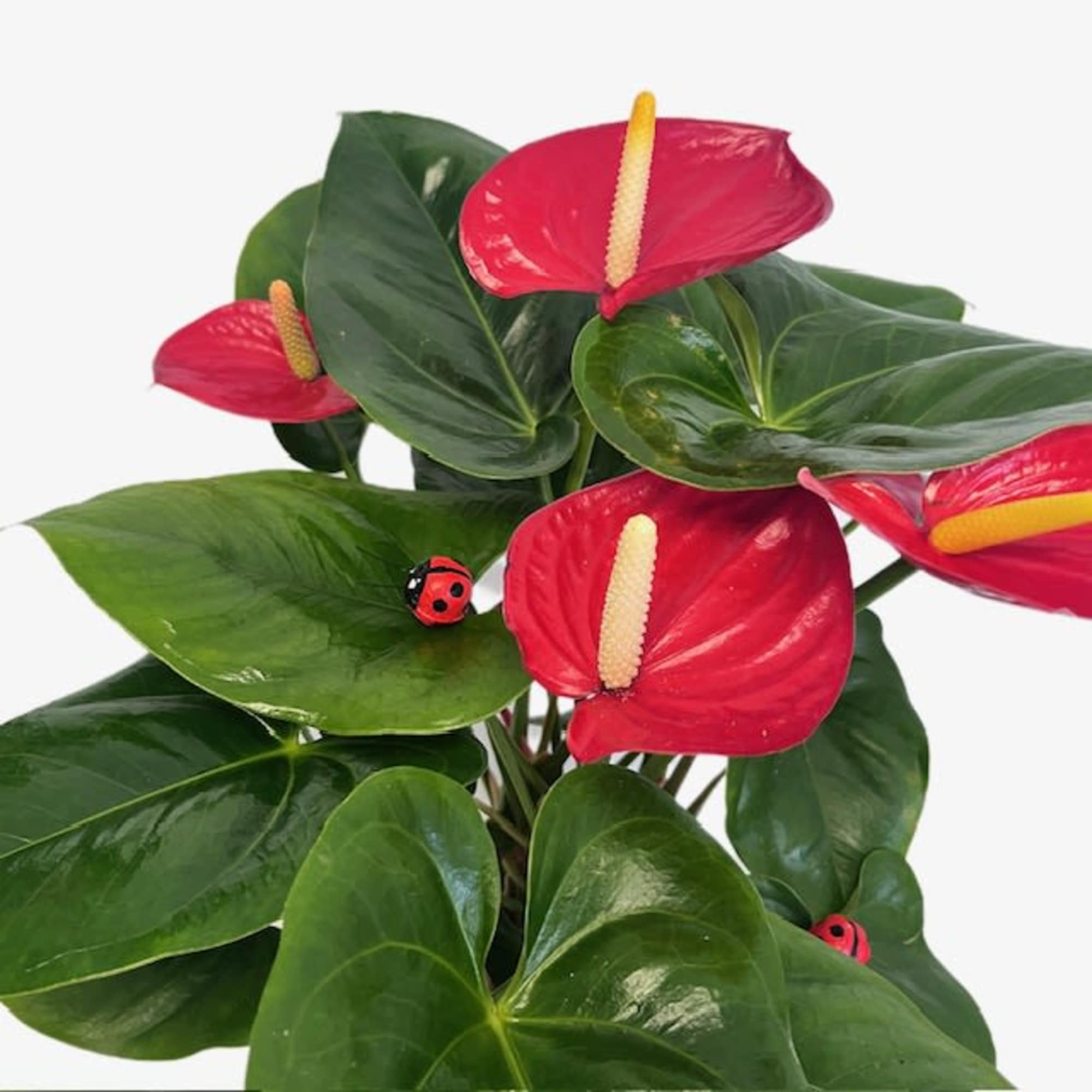 Sweet, cheerful, and full of love—this heart-leaf anthurium is the perfect way Sweet, cheerful, and full of love—this heart-leaf anthurium is the perfect way