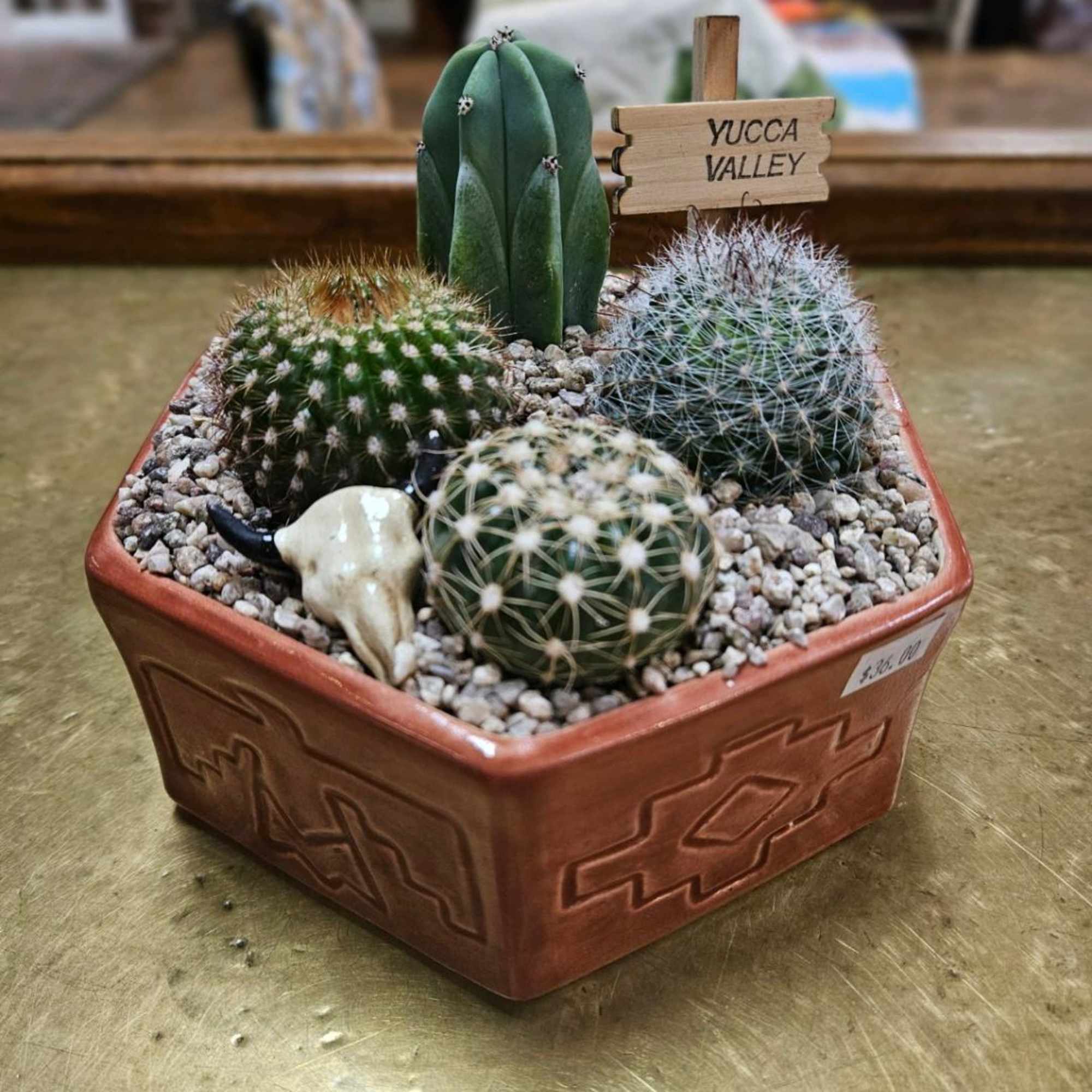 Assorted cactus in a small - cute ceramic pot (pot may be