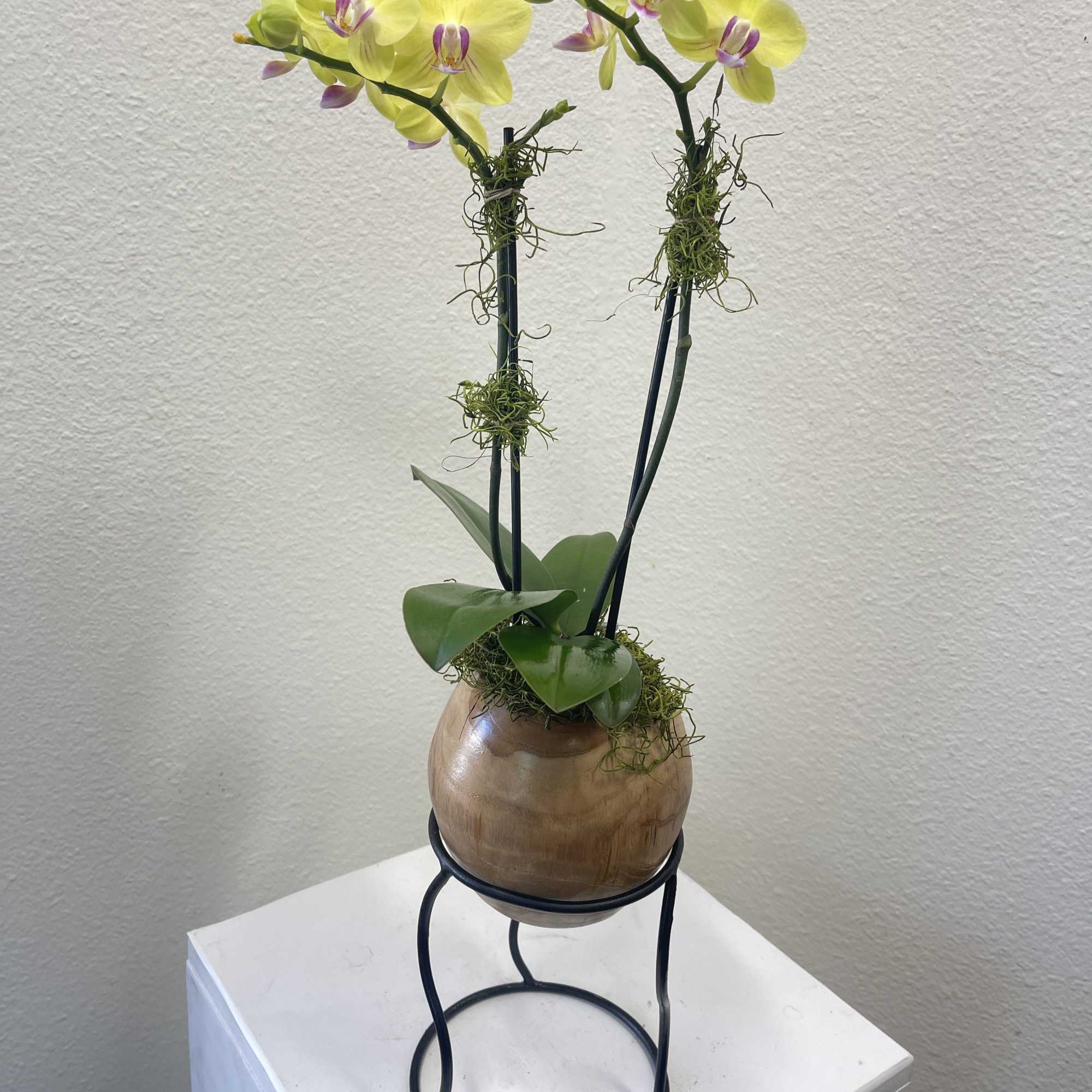 Petite orchid potted in a sophisticated wood pot set on a metal