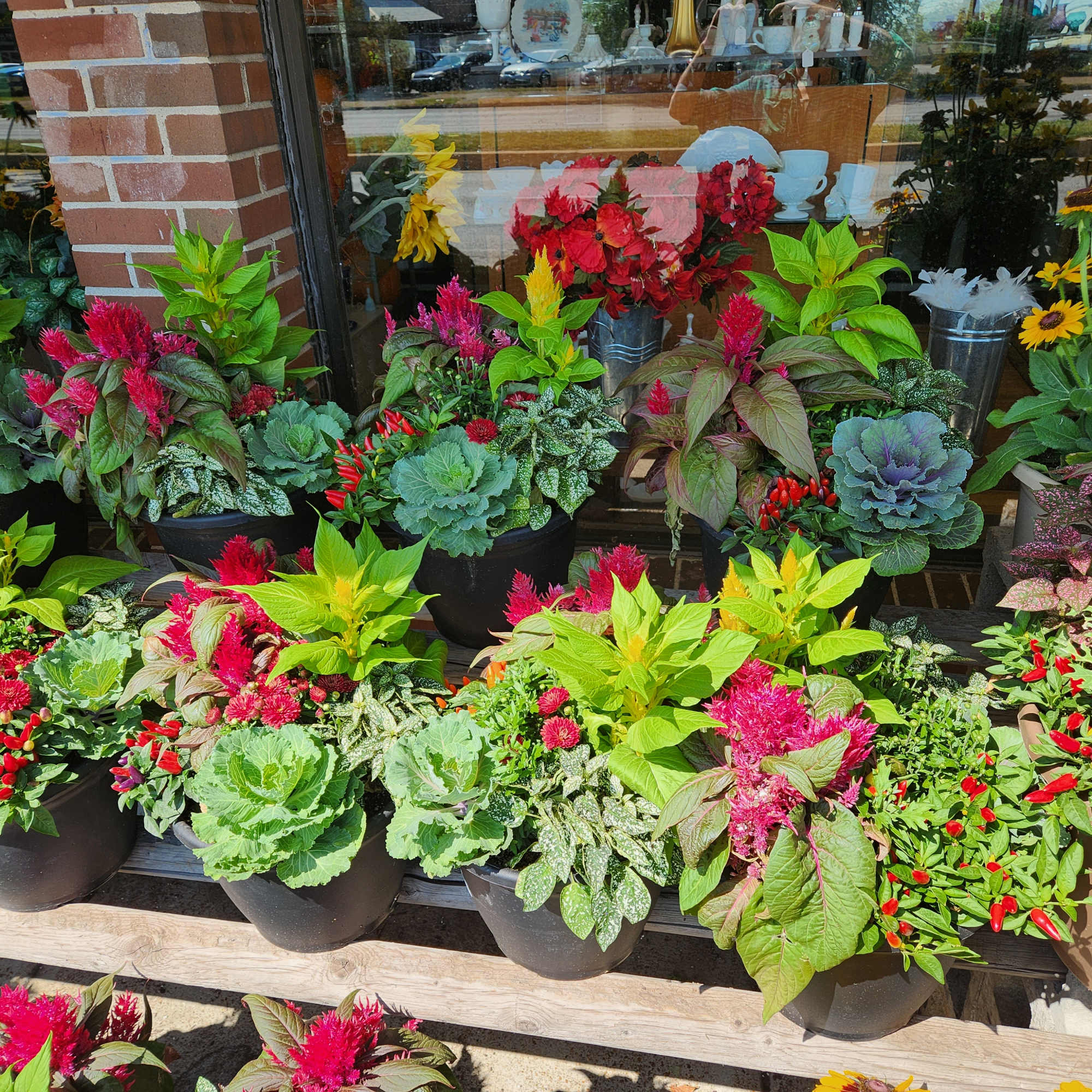 These locally grown patio containers are perfect for your fall decor. 
