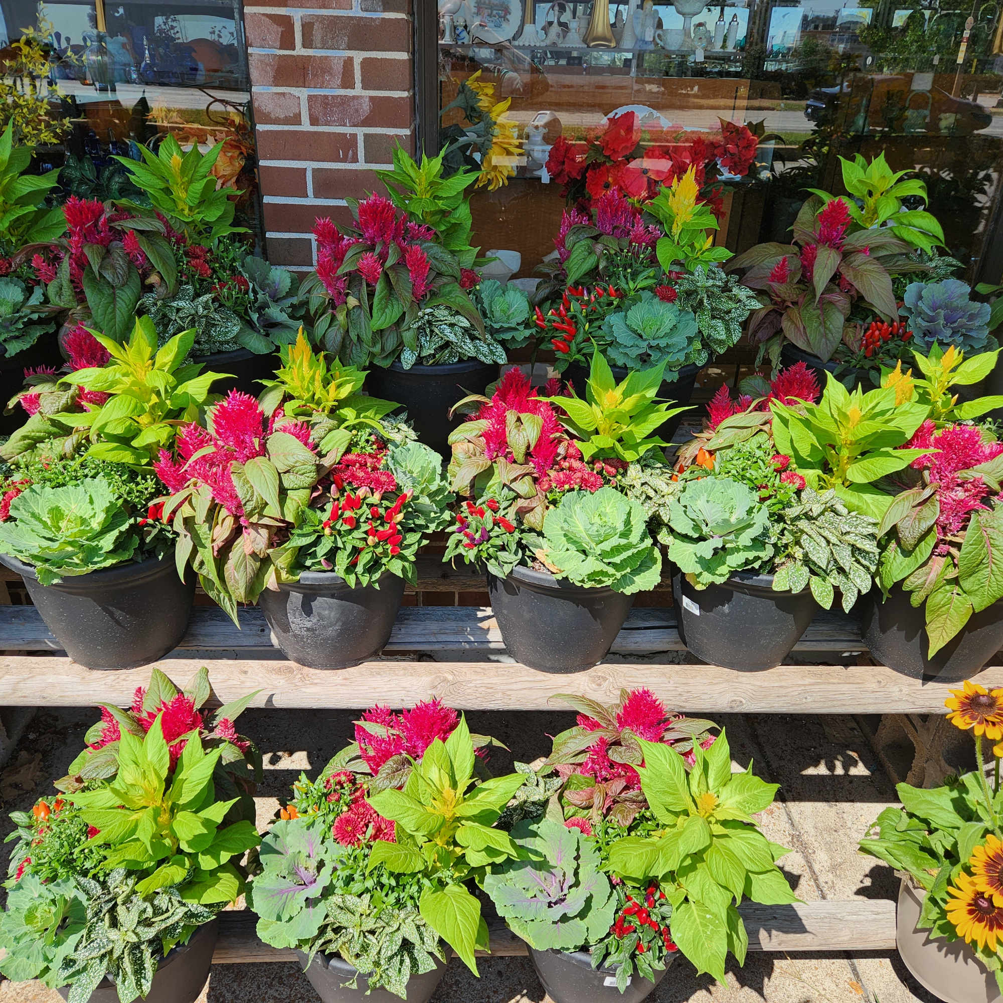 These locally grown patio containers are perfect for your fall decor. 
