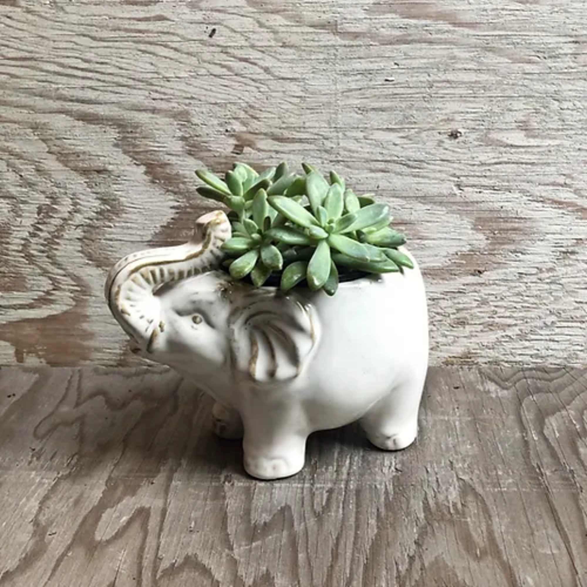 Can be potted with a houseplant as a delightful gift. Please select