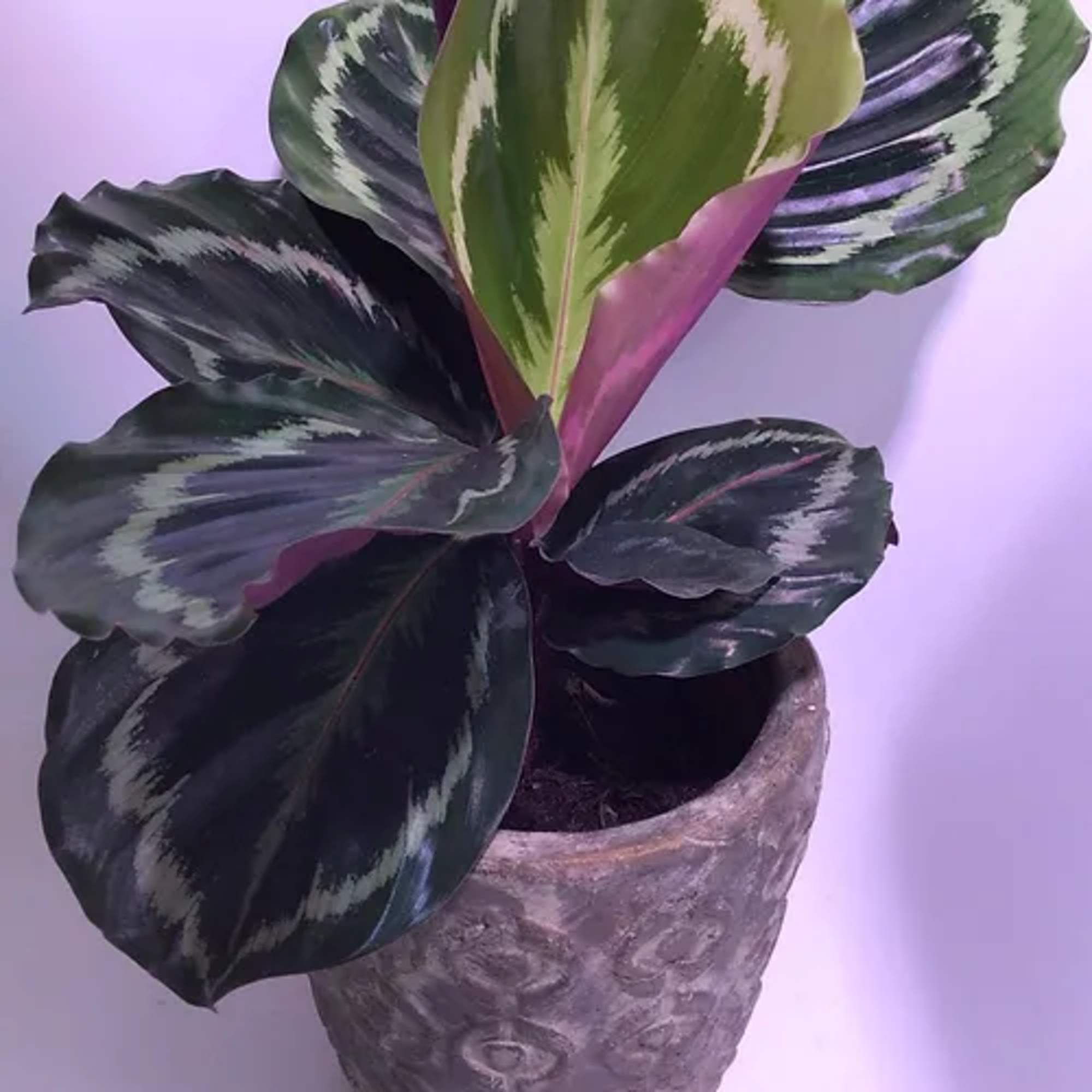 Prayer Plants are classic, lower light tolerant house plants with striking leaf