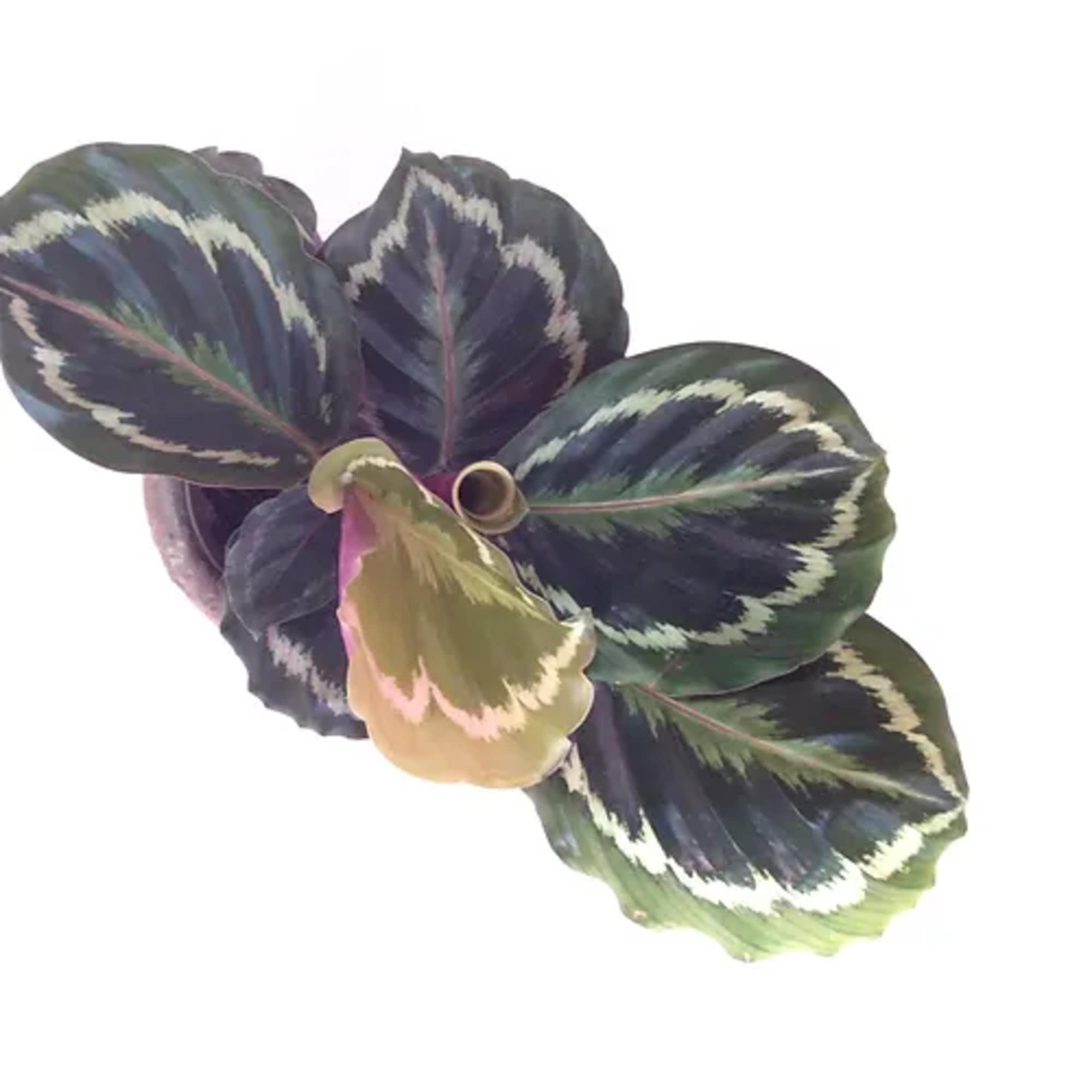 Prayer Plants are classic, lower light tolerant house plants with striking leaf