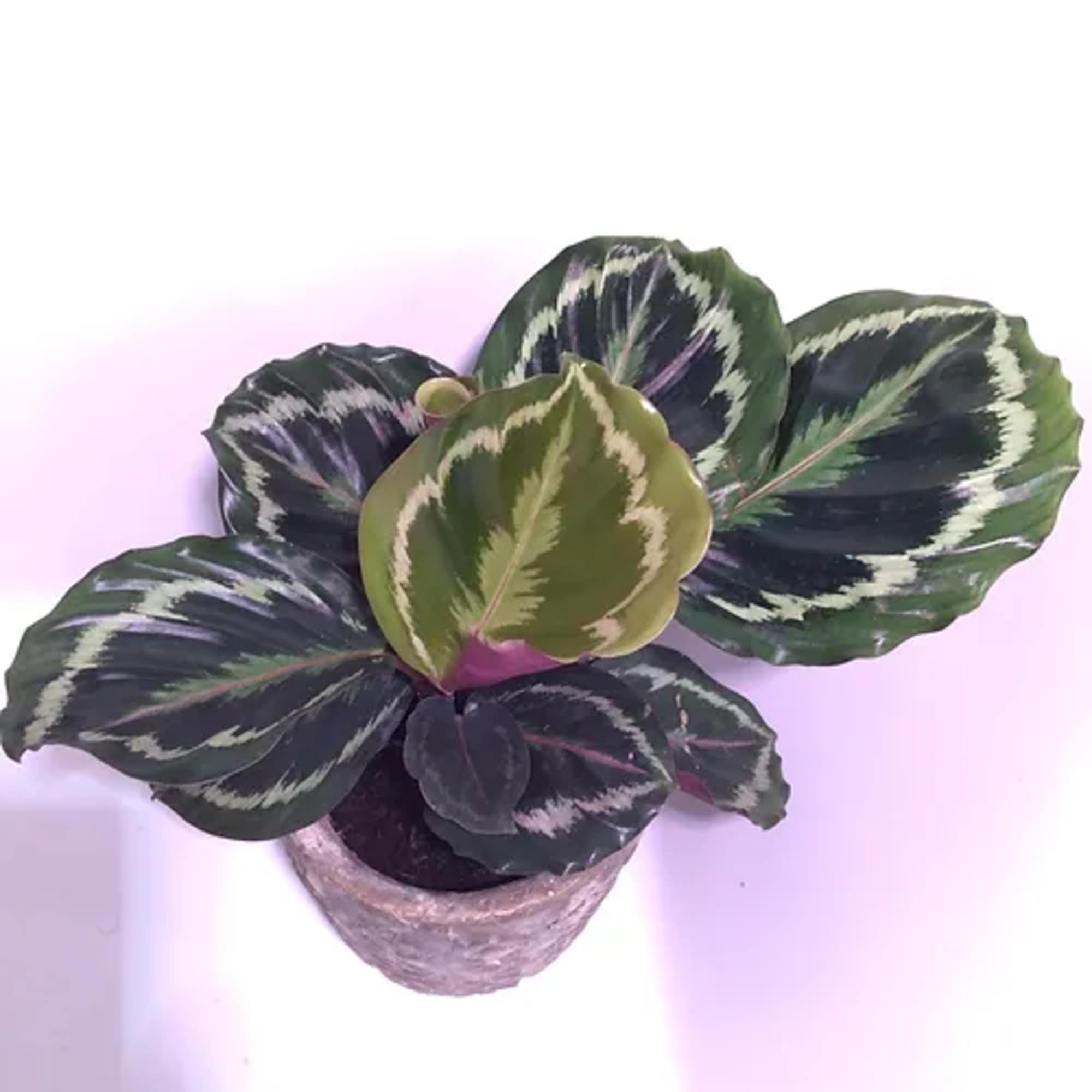 Prayer Plants are classic, lower light tolerant house plants with striking leaf