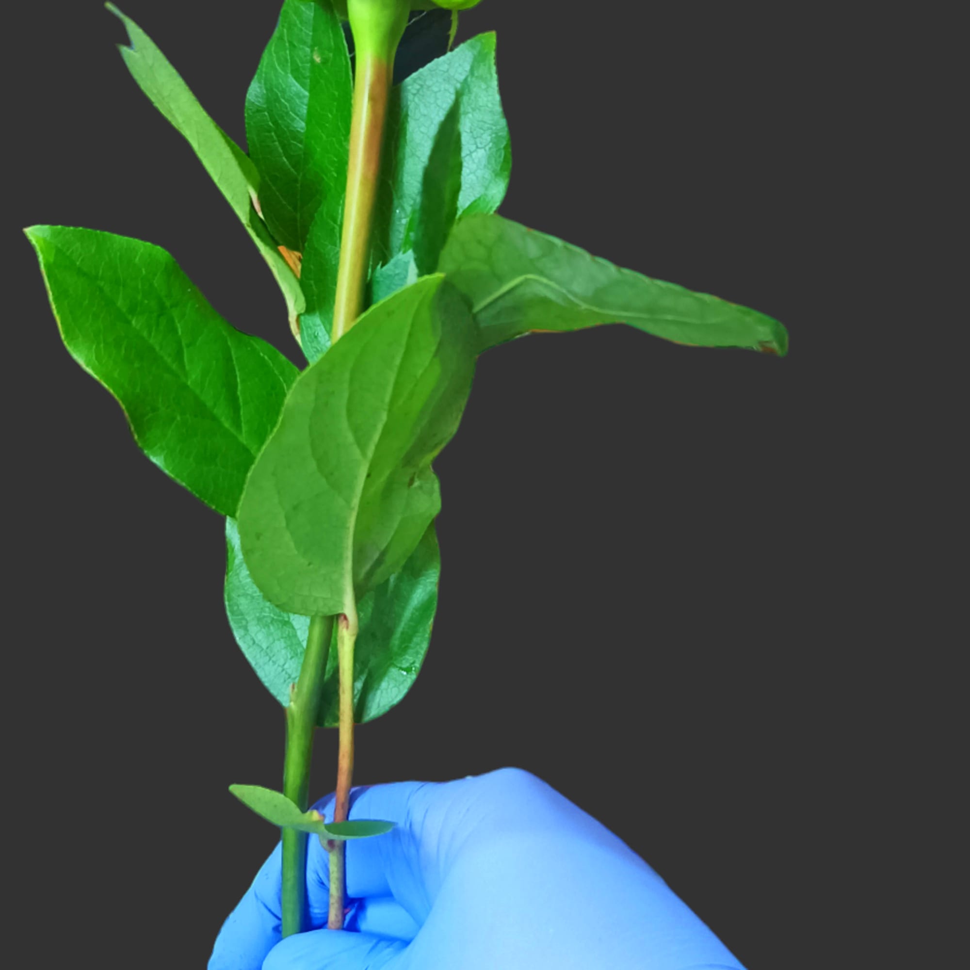 Simple and elegant way to convey your love with a single Long