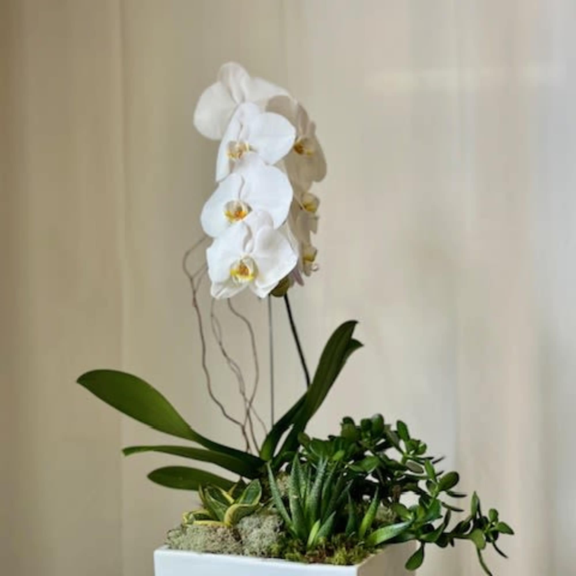 A lovely planter with one Phalaenopsis orchid, and three succulent plants. Gathered A lovely planter with one Phalaenopsis orchid, and three succulent plants. Gathered