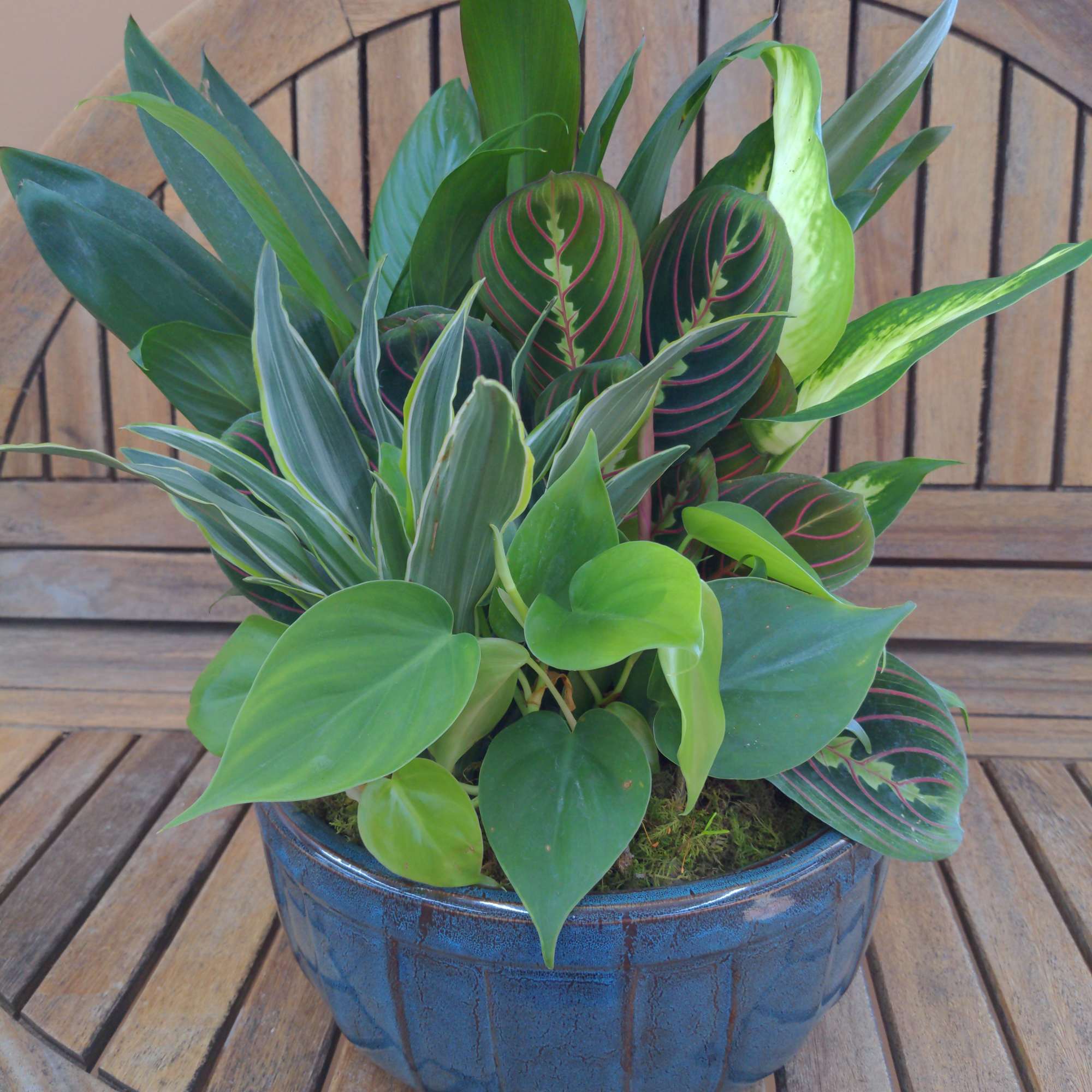  Dish Garden Ceramic in Container. Numerous Green Plants in A Ceramic