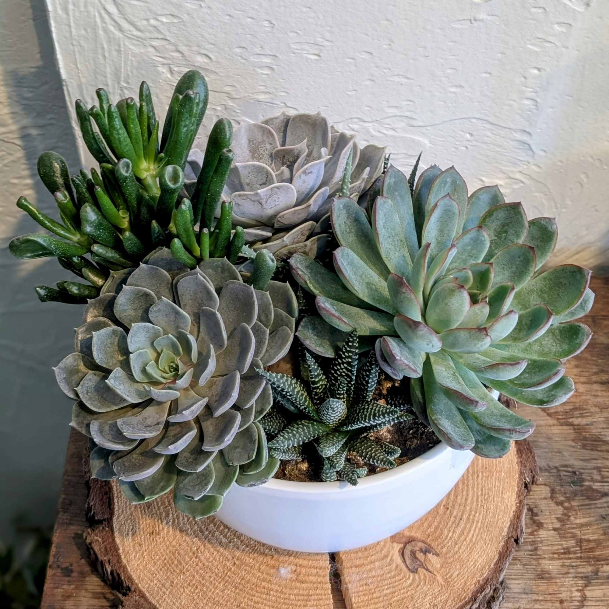 Bring a touch of nature into your home with our Succulent Garden.
