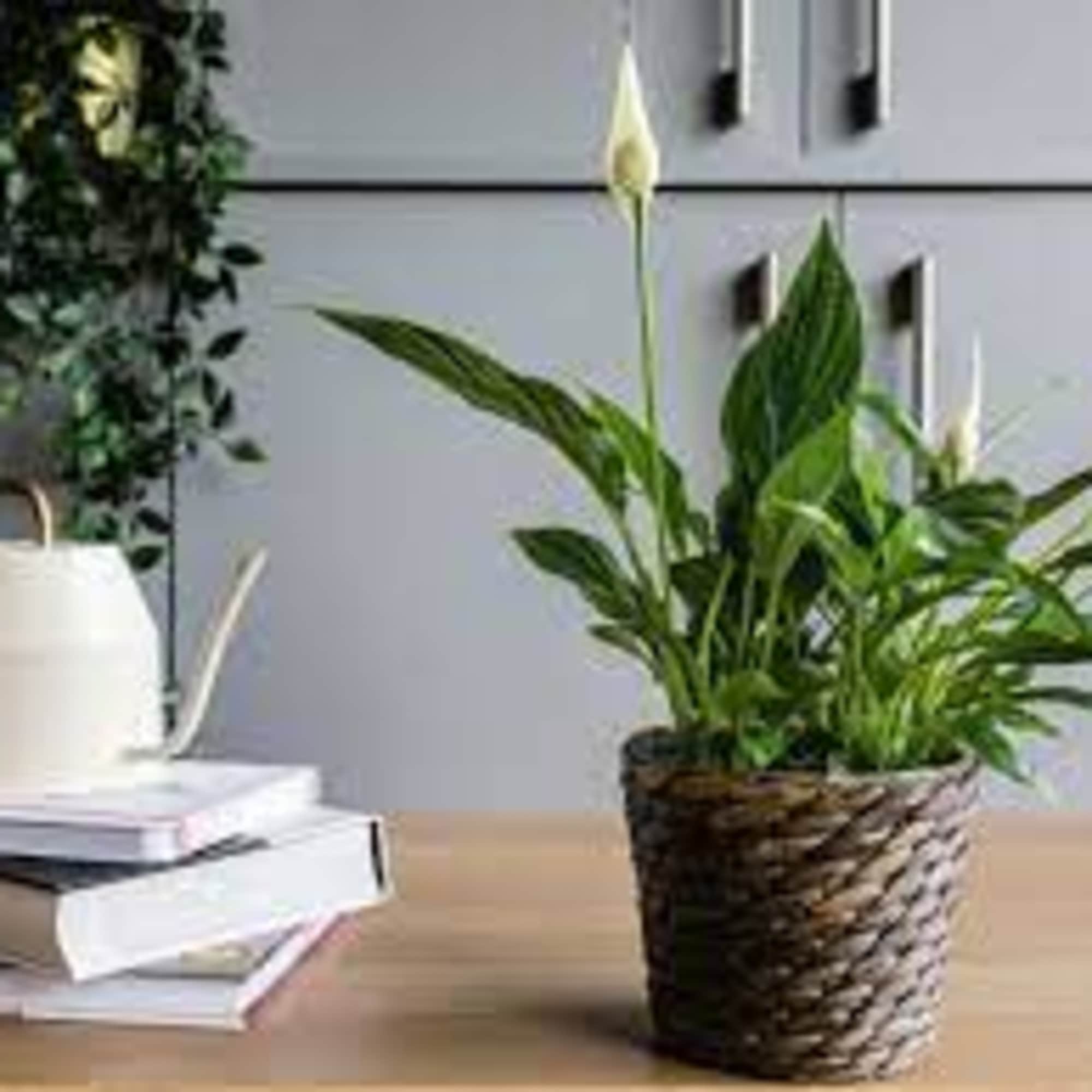 Bring the beauty of nature indoor with our elegant Spathiphyllum Plant. This
