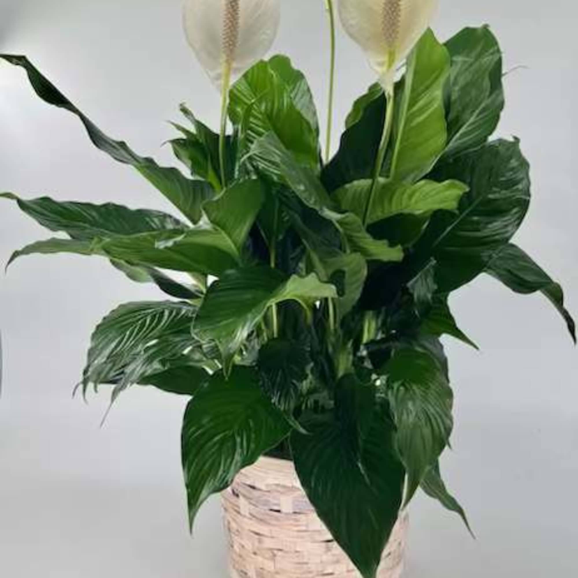 Bring the beauty of nature indoor with our elegant Spathiphyllum Plant. This